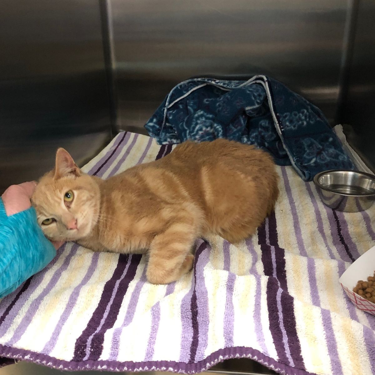 orange cat is lying on a blanket