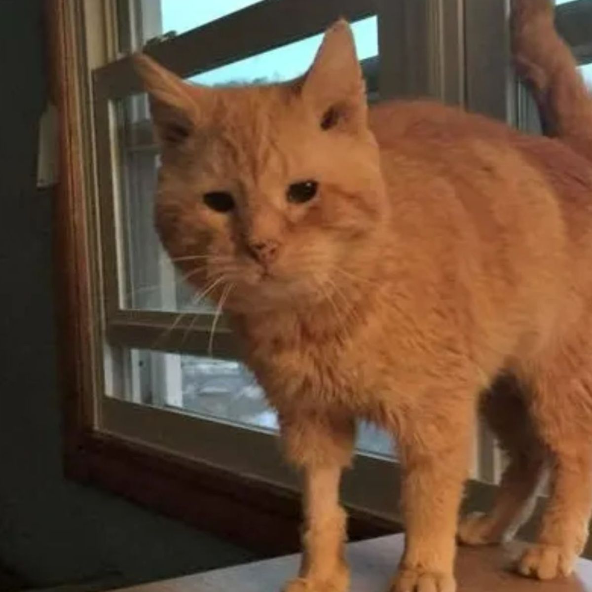 orange cat looking around