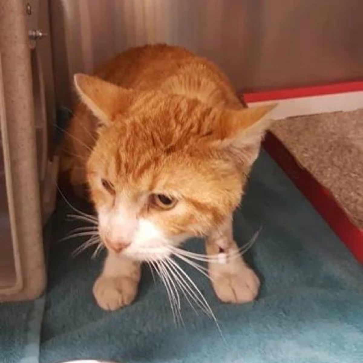 orange cat looks scared