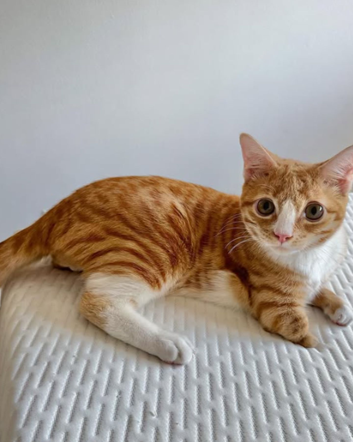 orange cat lying