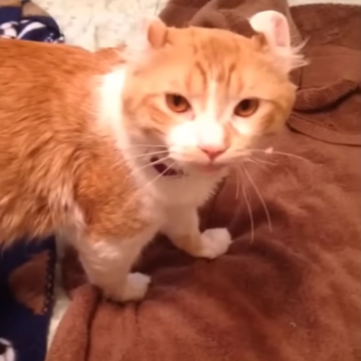 orange cat recovering from stress