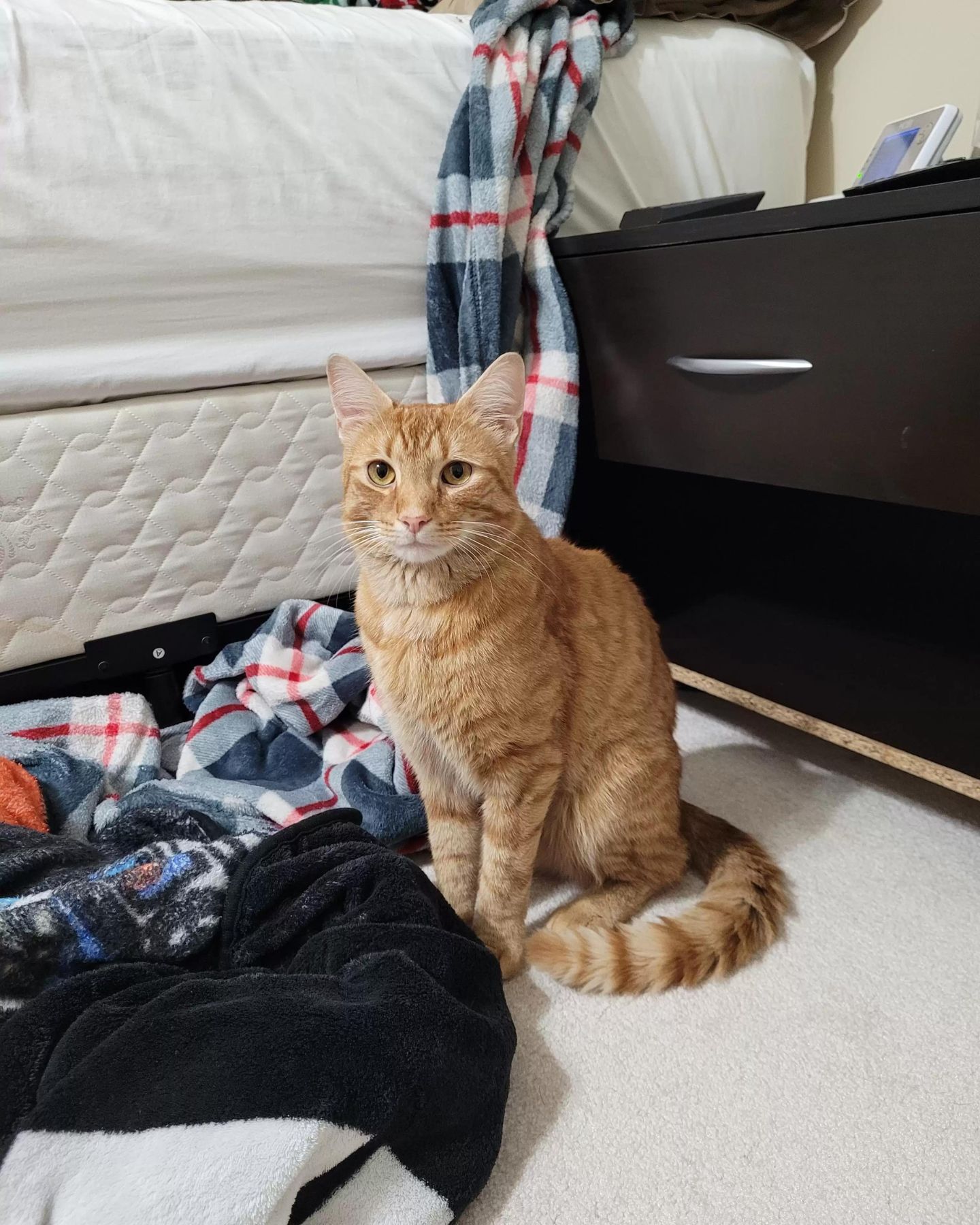 orange cat sitting