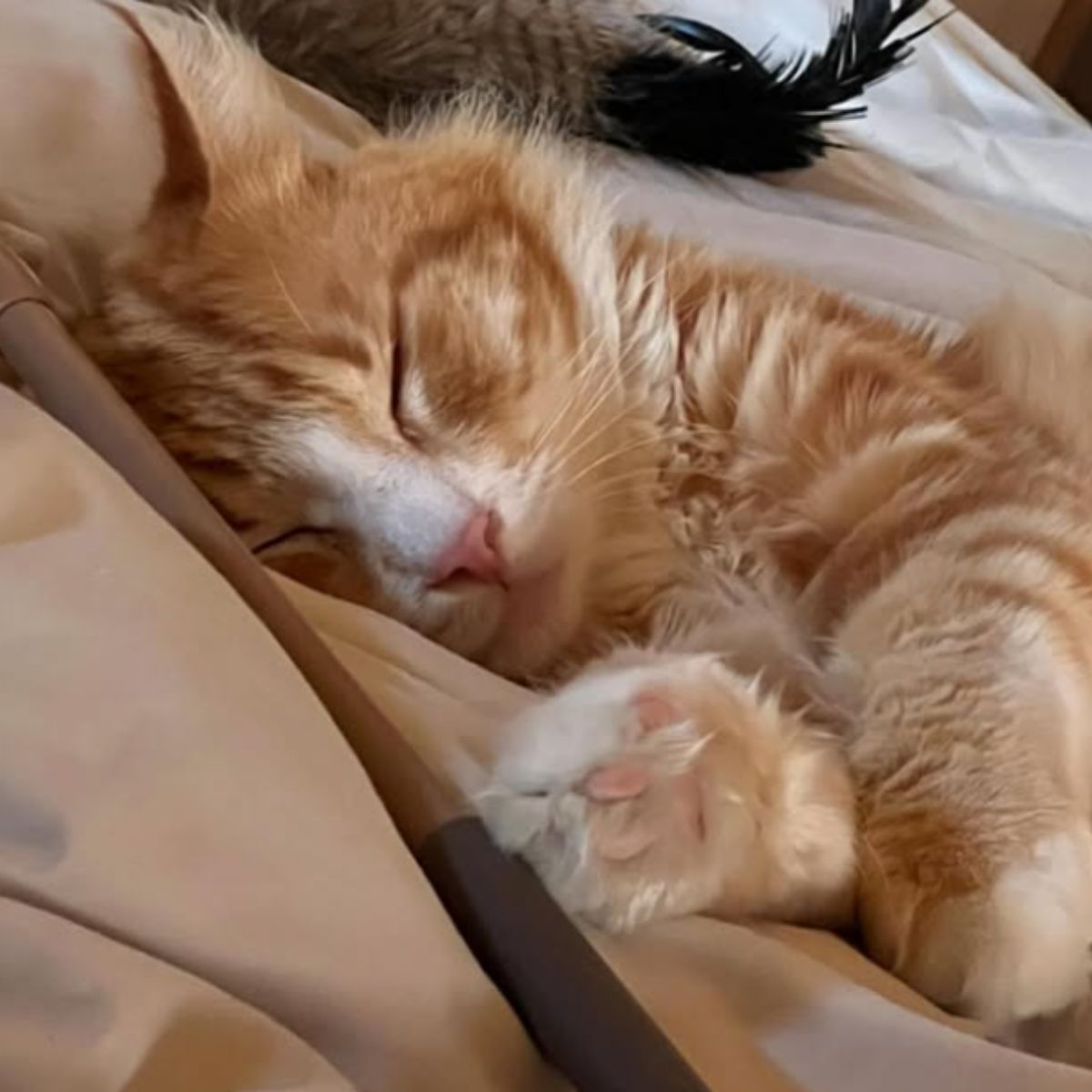 orange cat sleeping peacefully