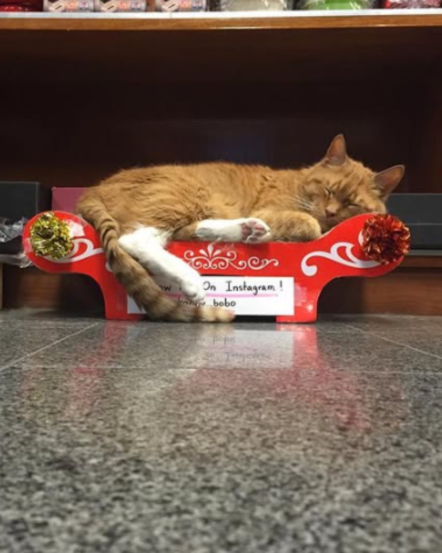 orange cat sleeping