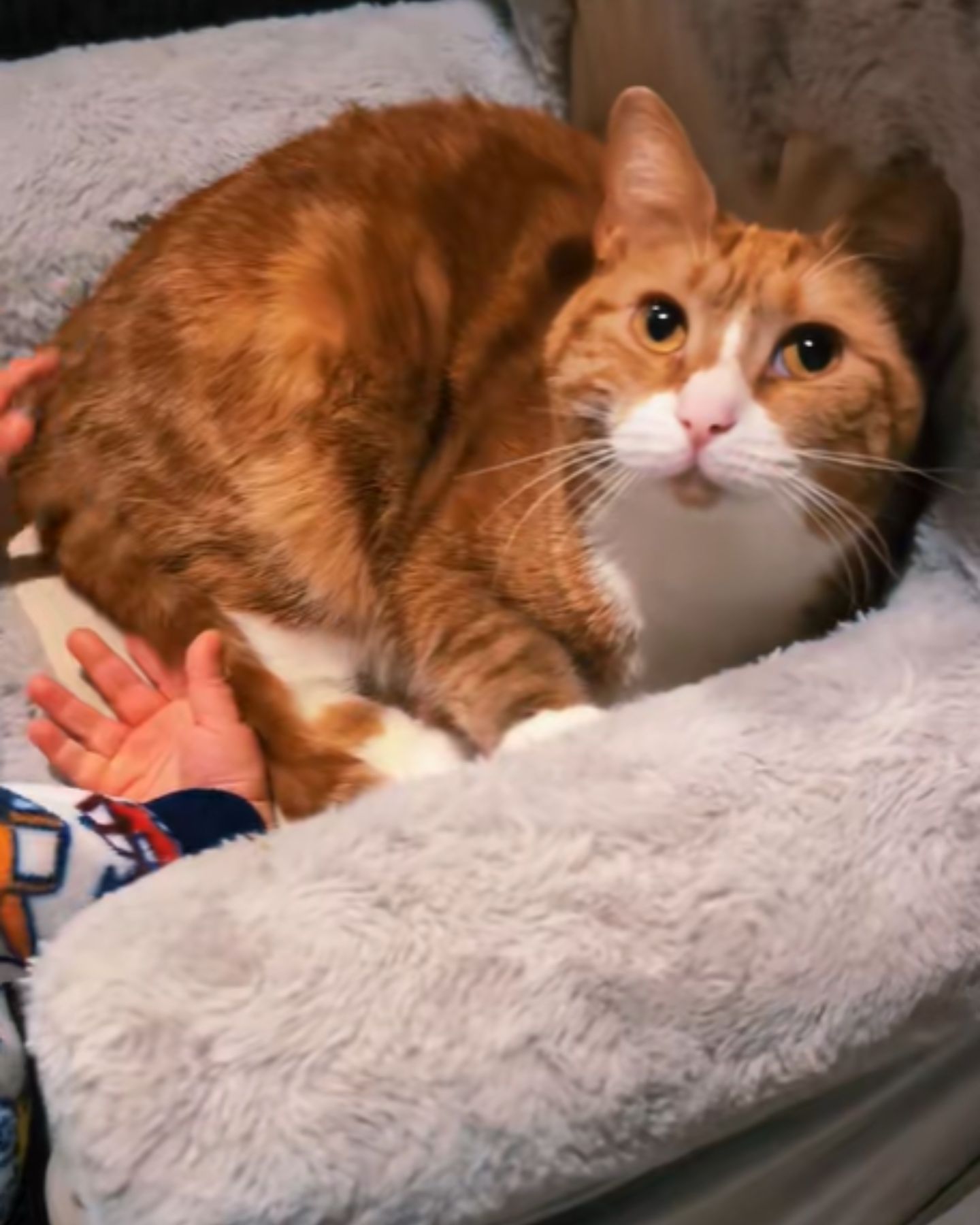 orange cat snuggled up