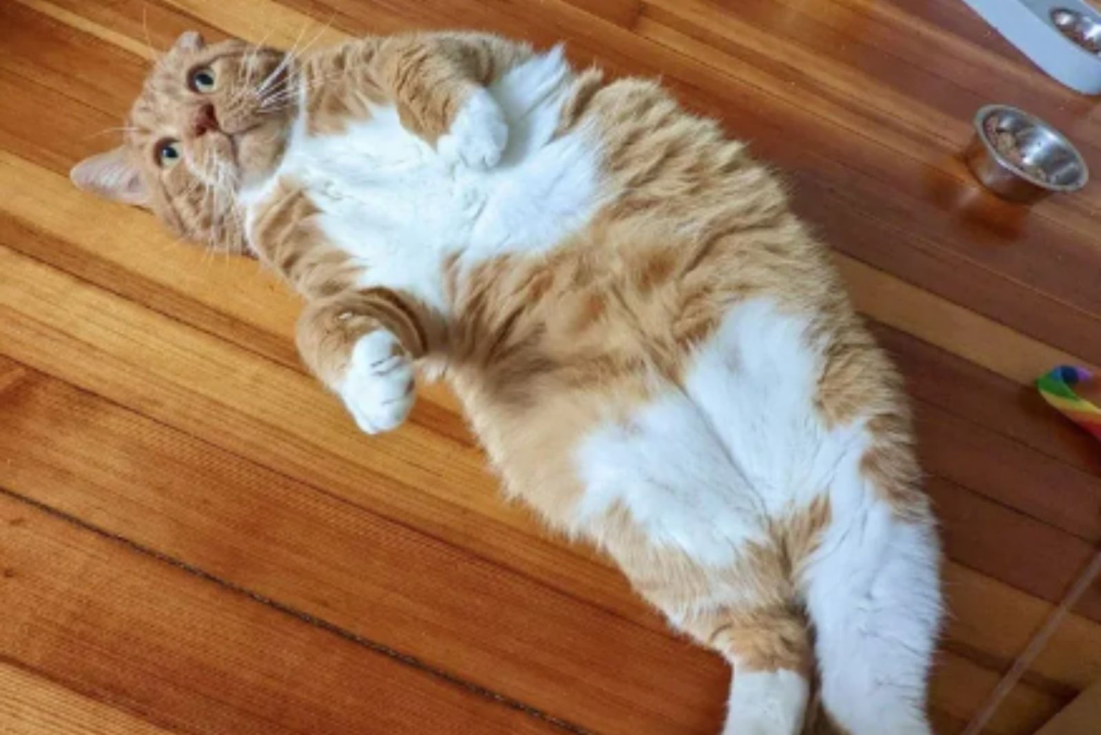 orange cat stretched out on the floor