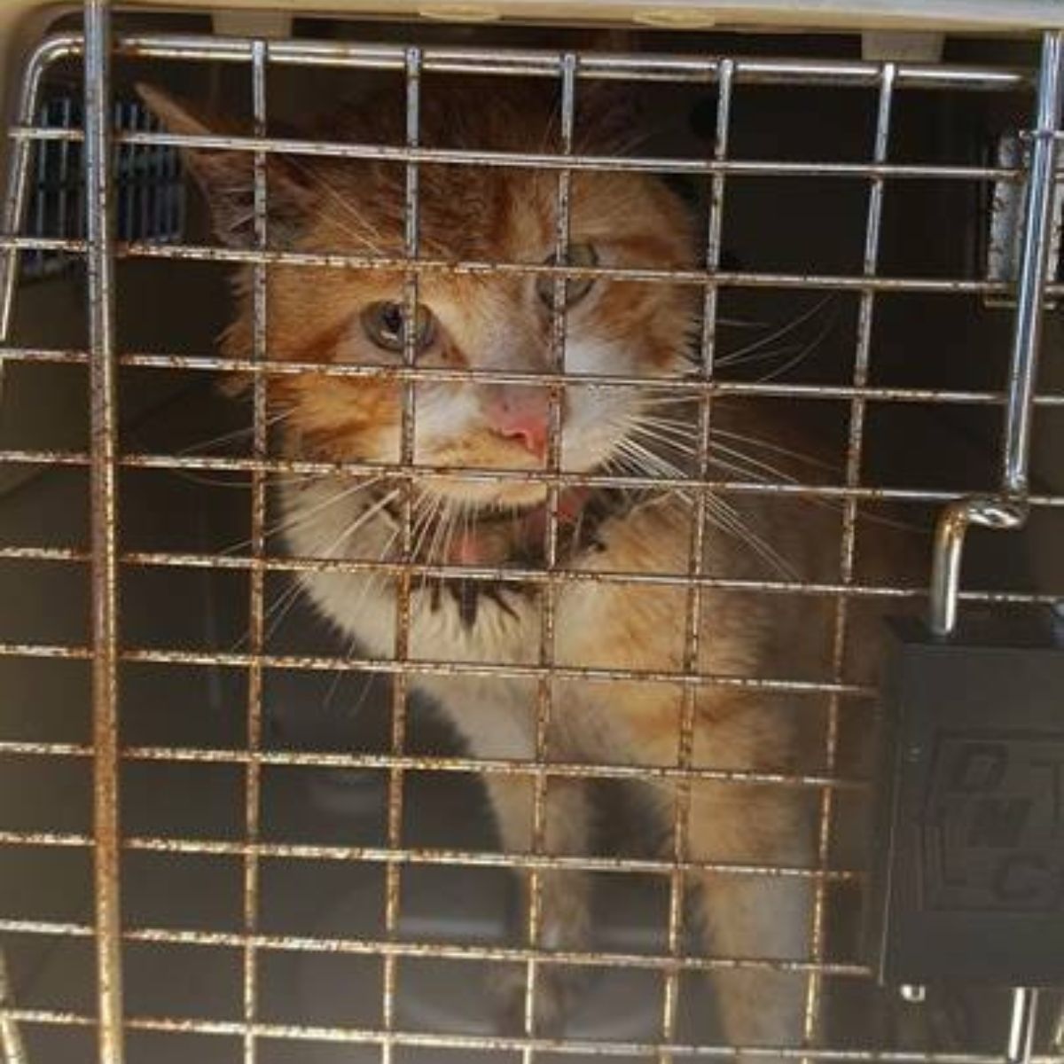 orange cat with a leash around its neck in a carrier