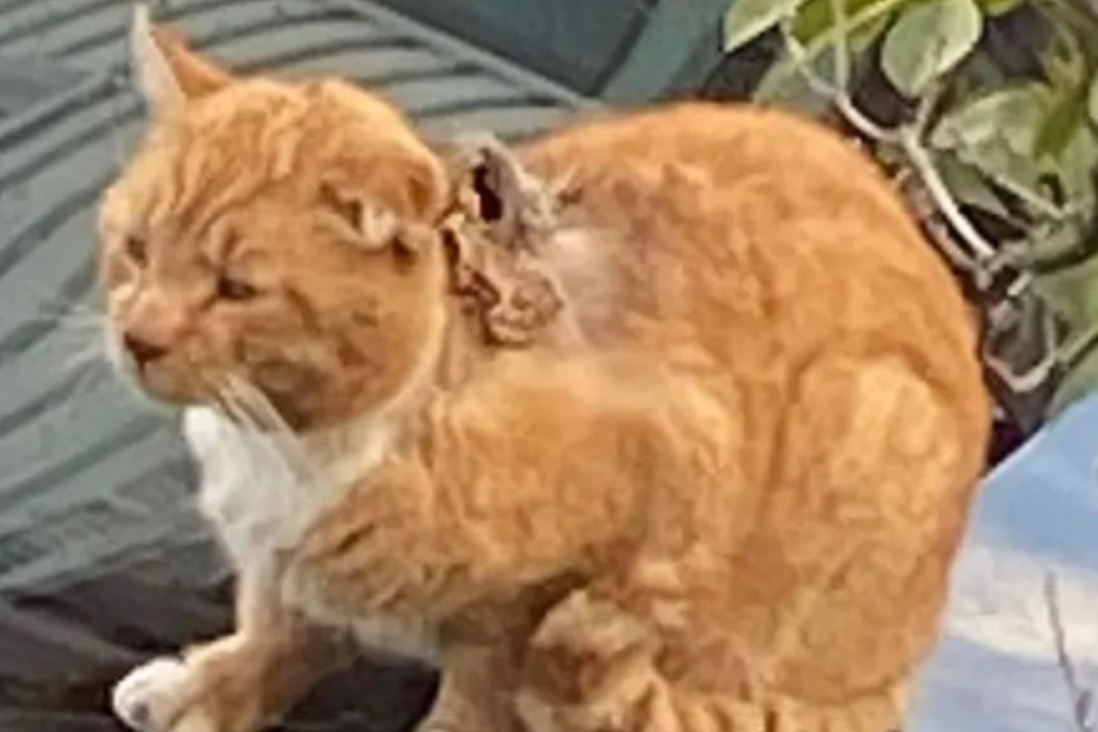 orange cat with a serious wound