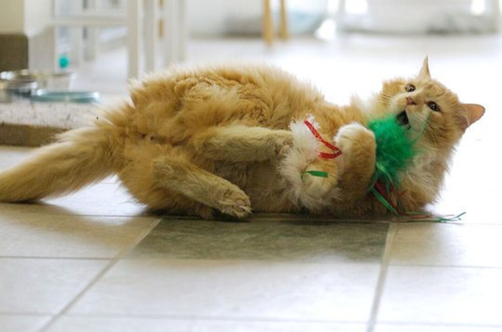 orange cat with green toy