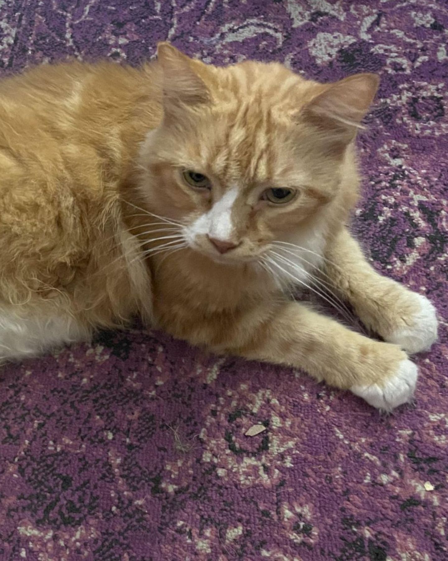 orange cat with outstretched paws