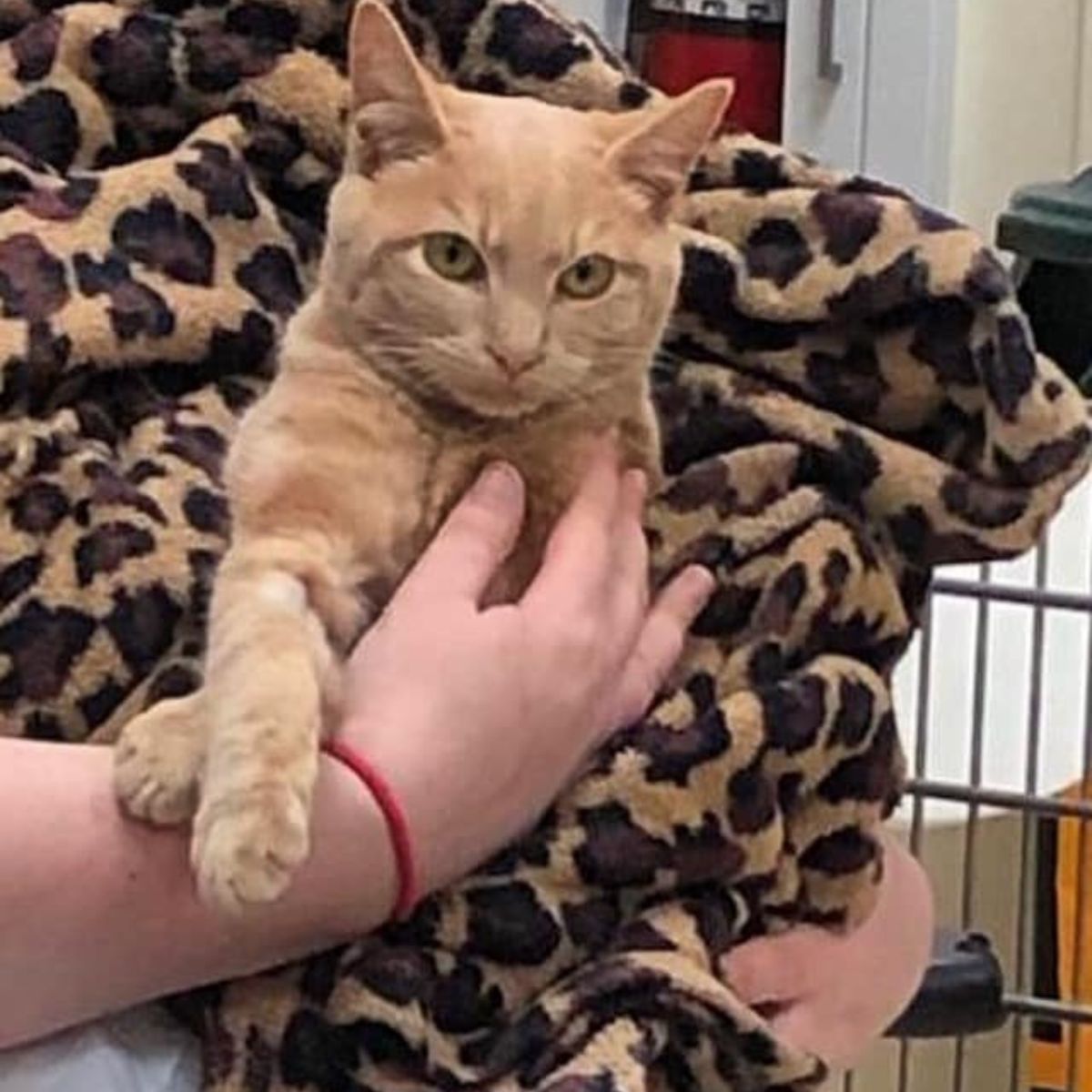 orange cat wrapped in a blanket