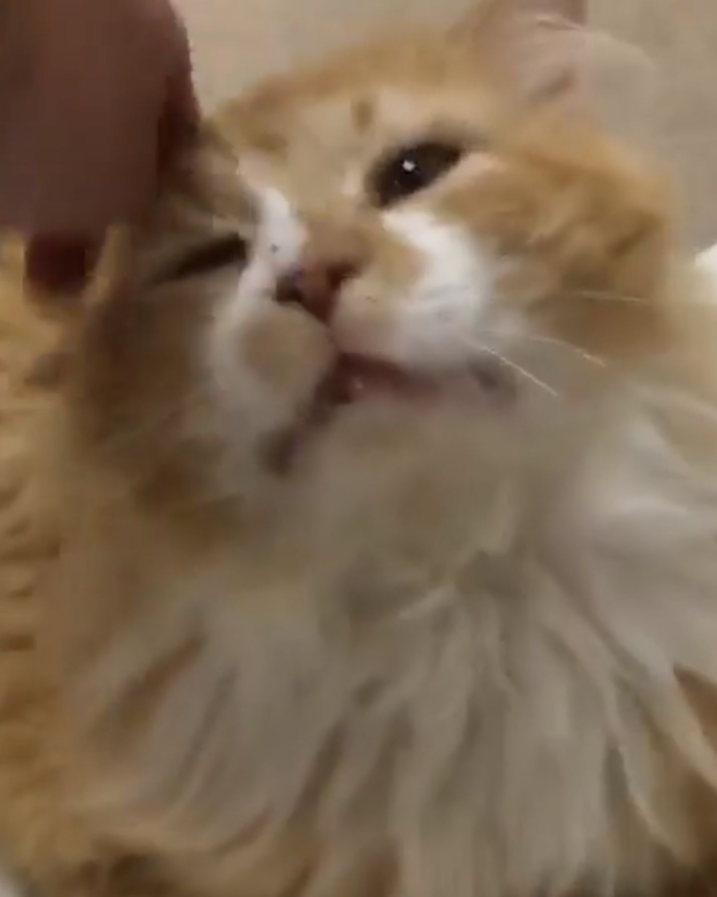 orange cats head