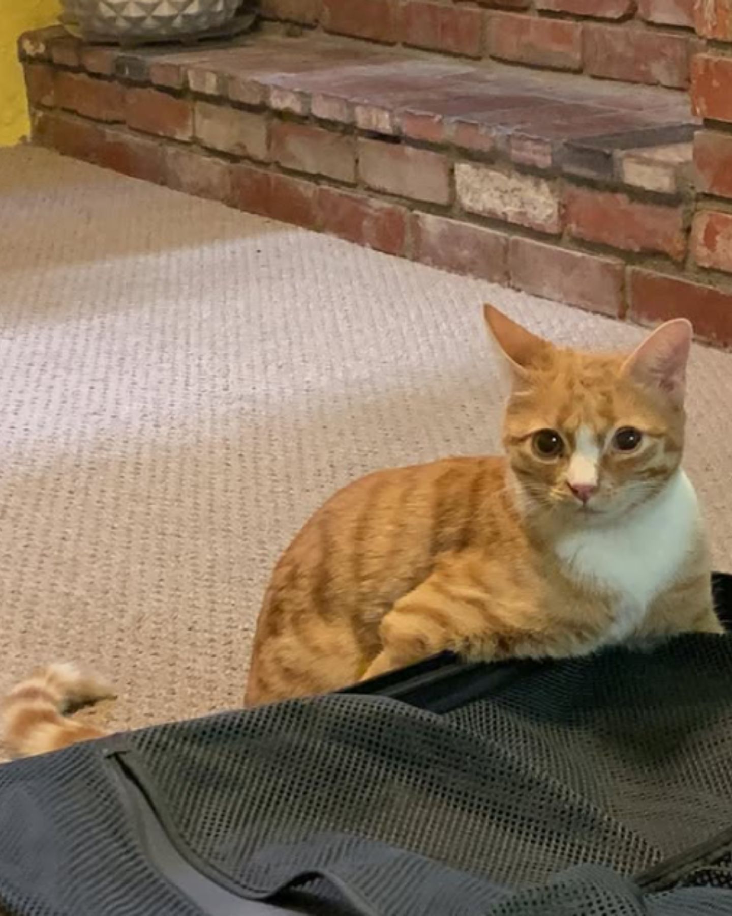 orange kitten