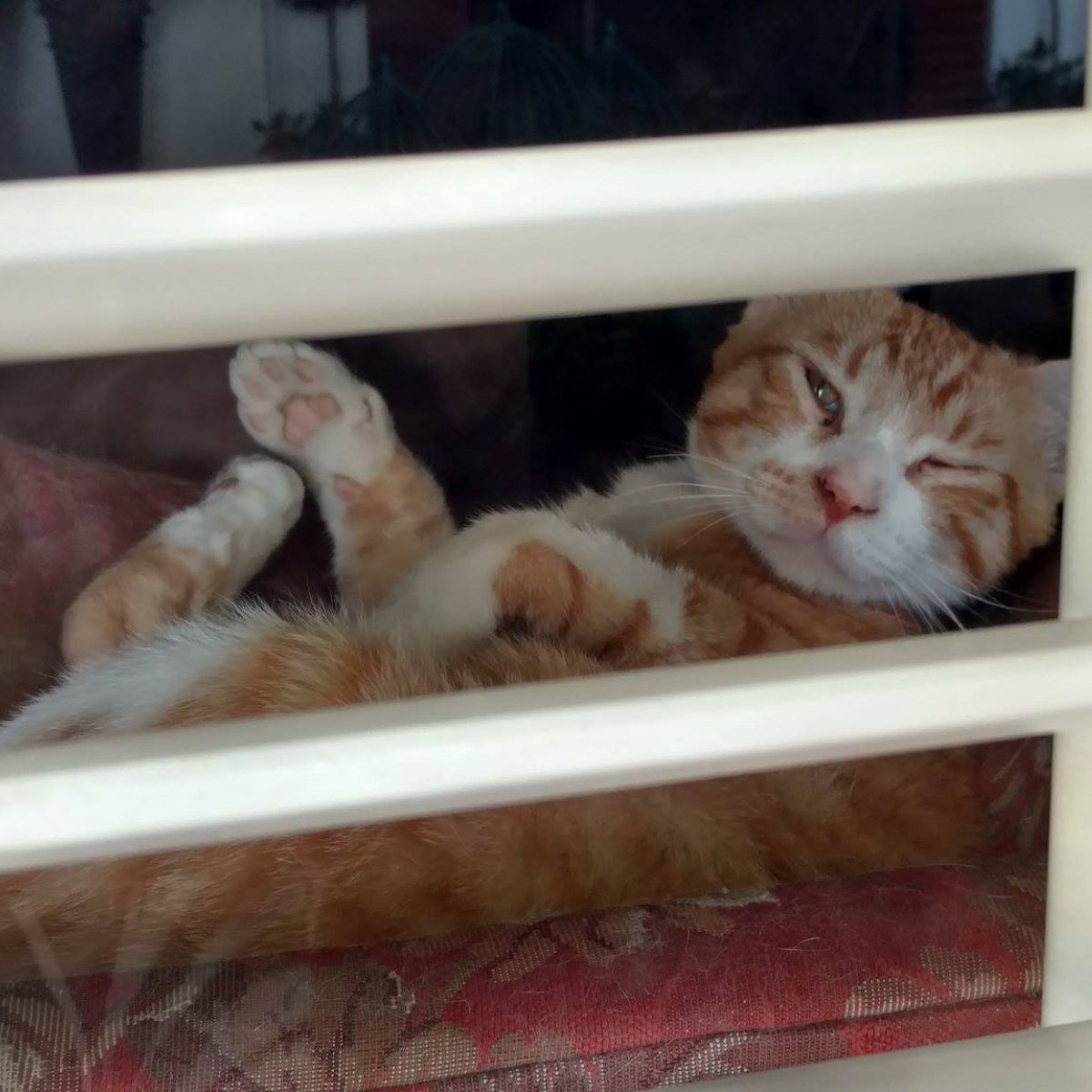 orange kitty is lying down peacefully