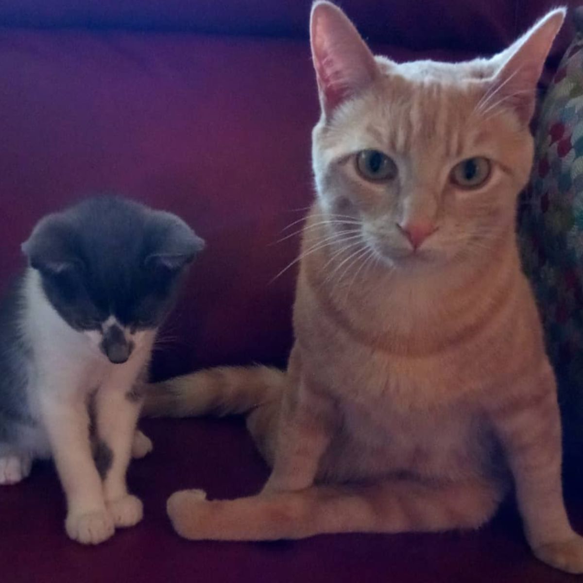 orange senior cat with a smaller cat