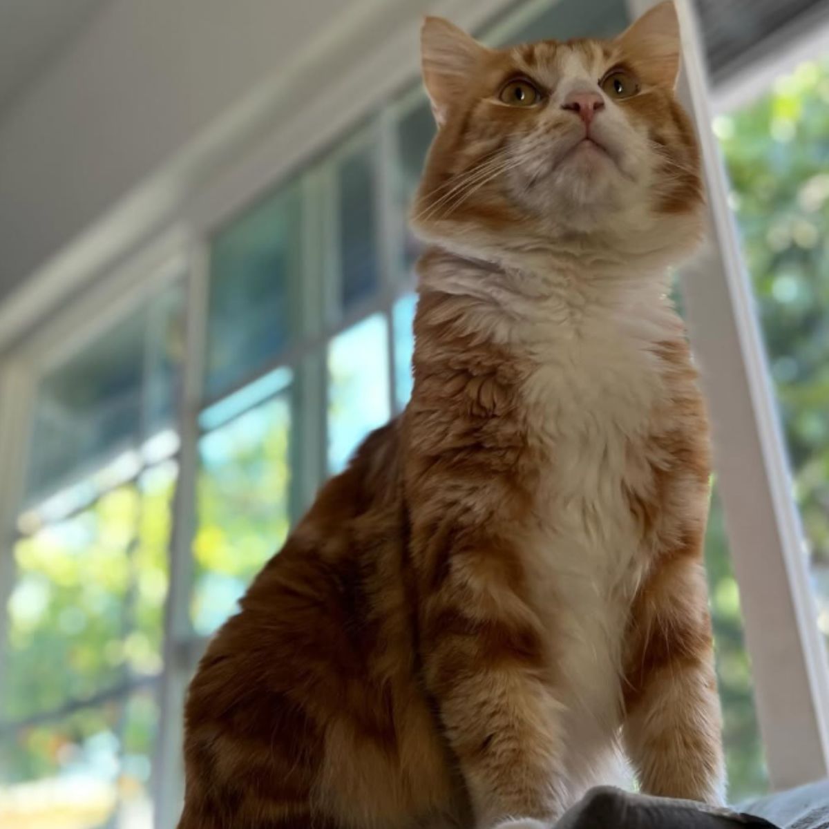 orange senior cat