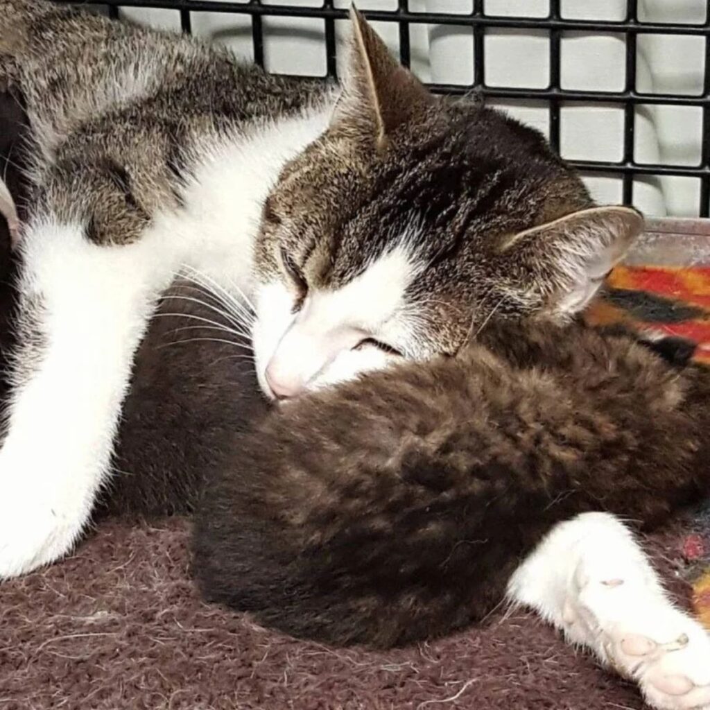 orphaned bobcat and cat lying