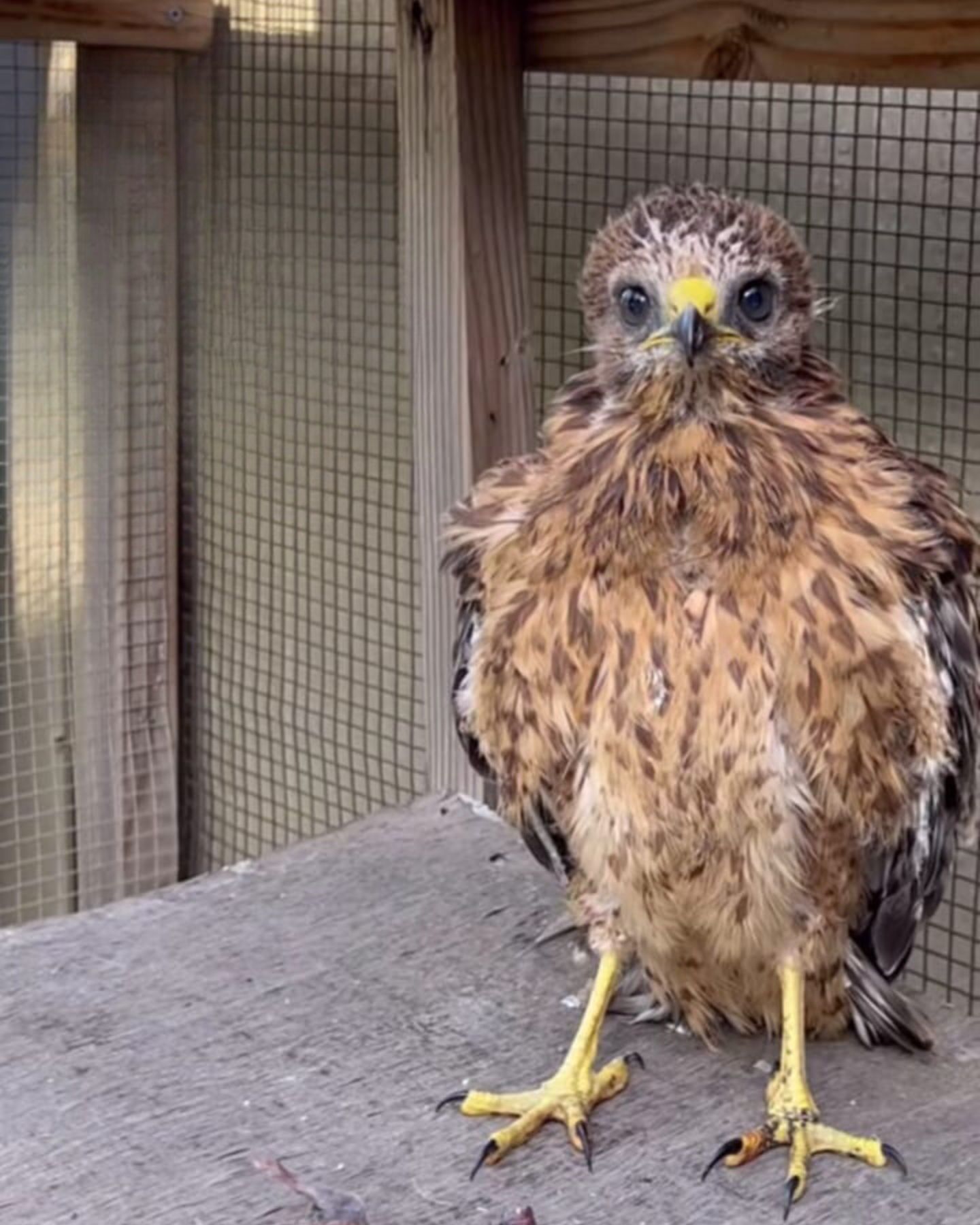 owl was rescued and is safe