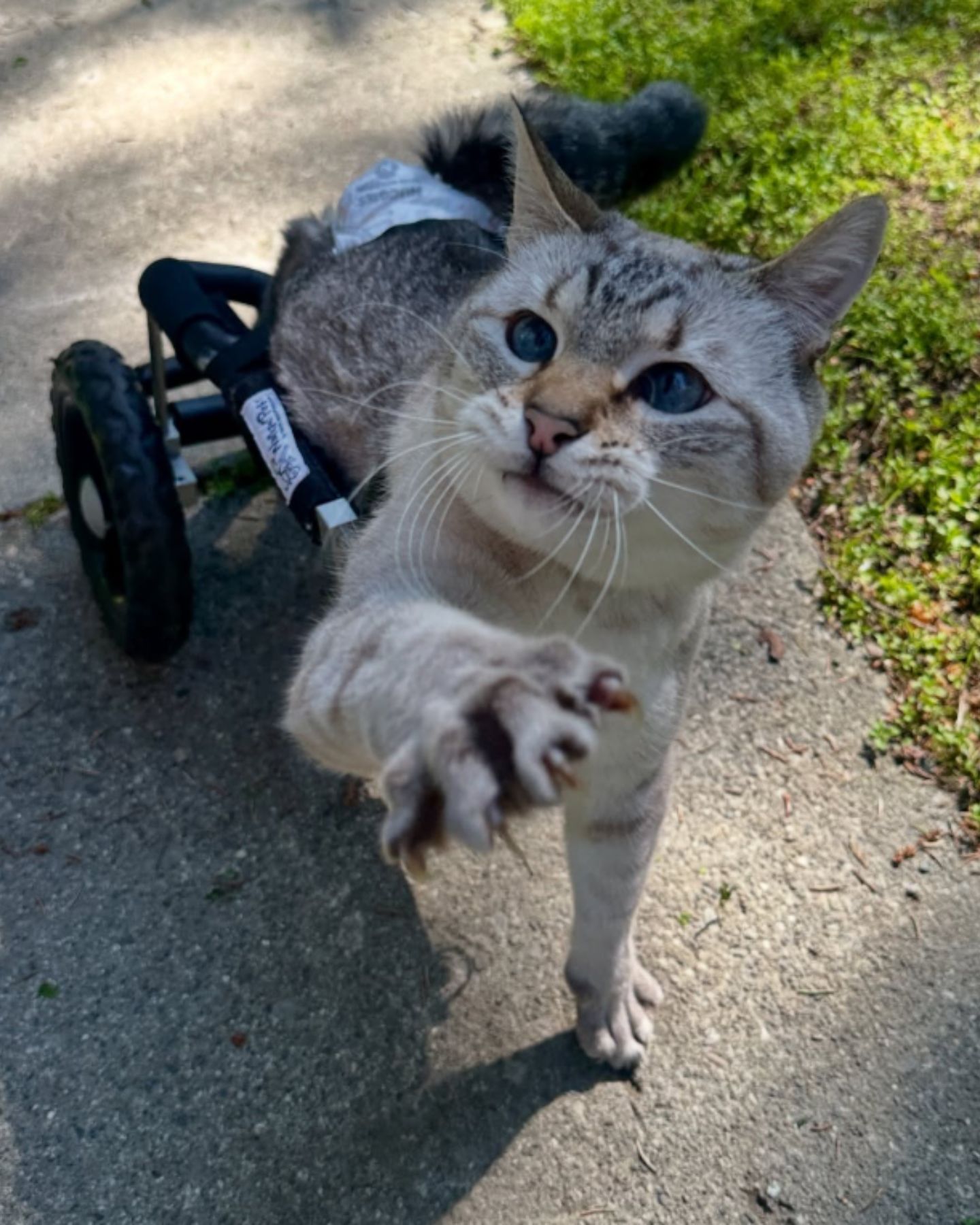 paralyzed cat in a wheelchair