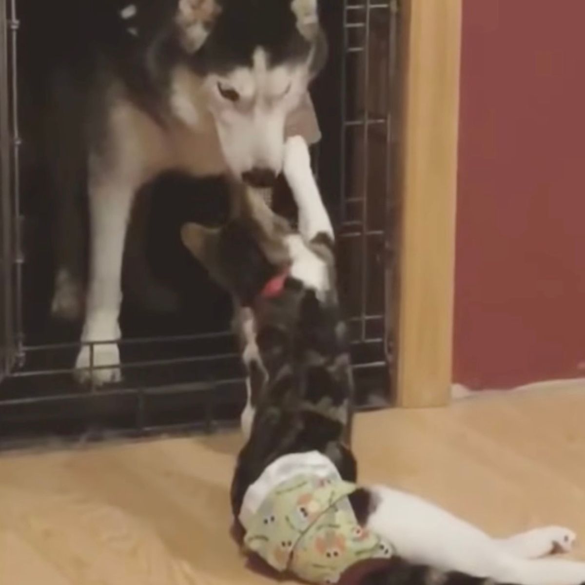 paralyzed cat with dog