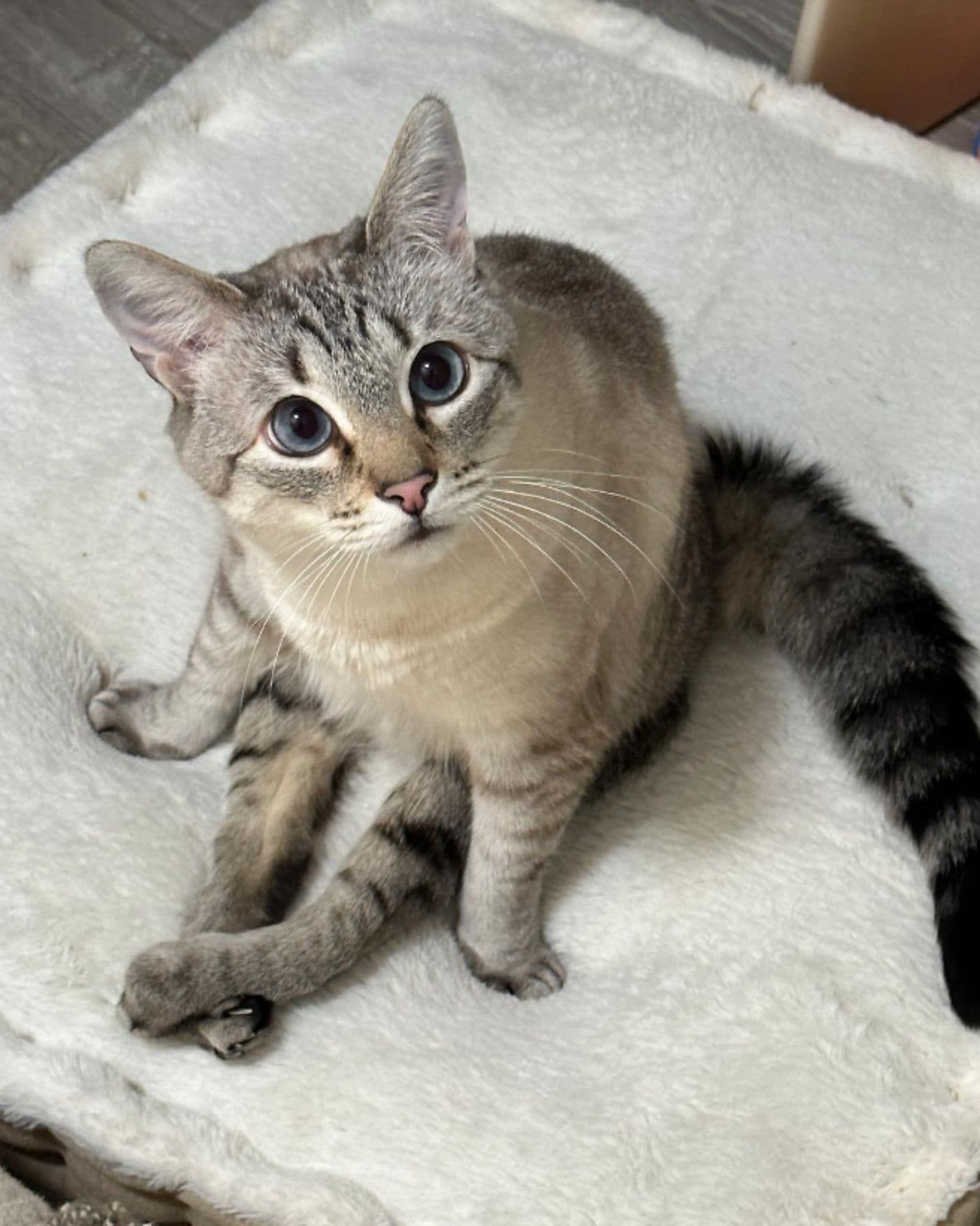 paralyzed cat