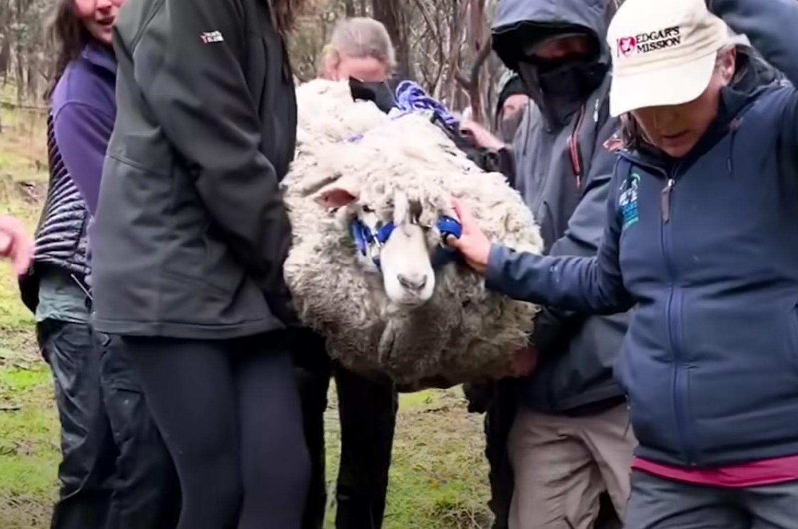 people carrying matted sheep