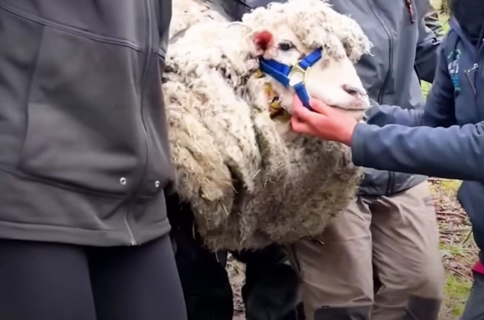 people carrying severely matted sheep