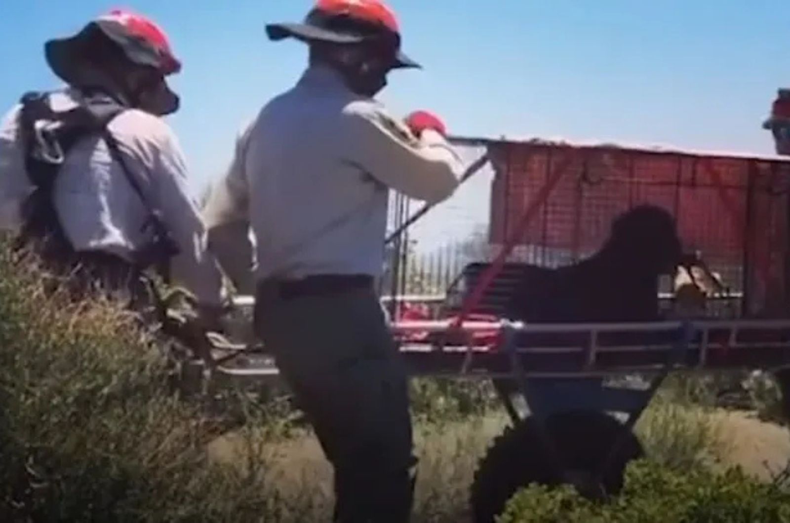 people caught the dog