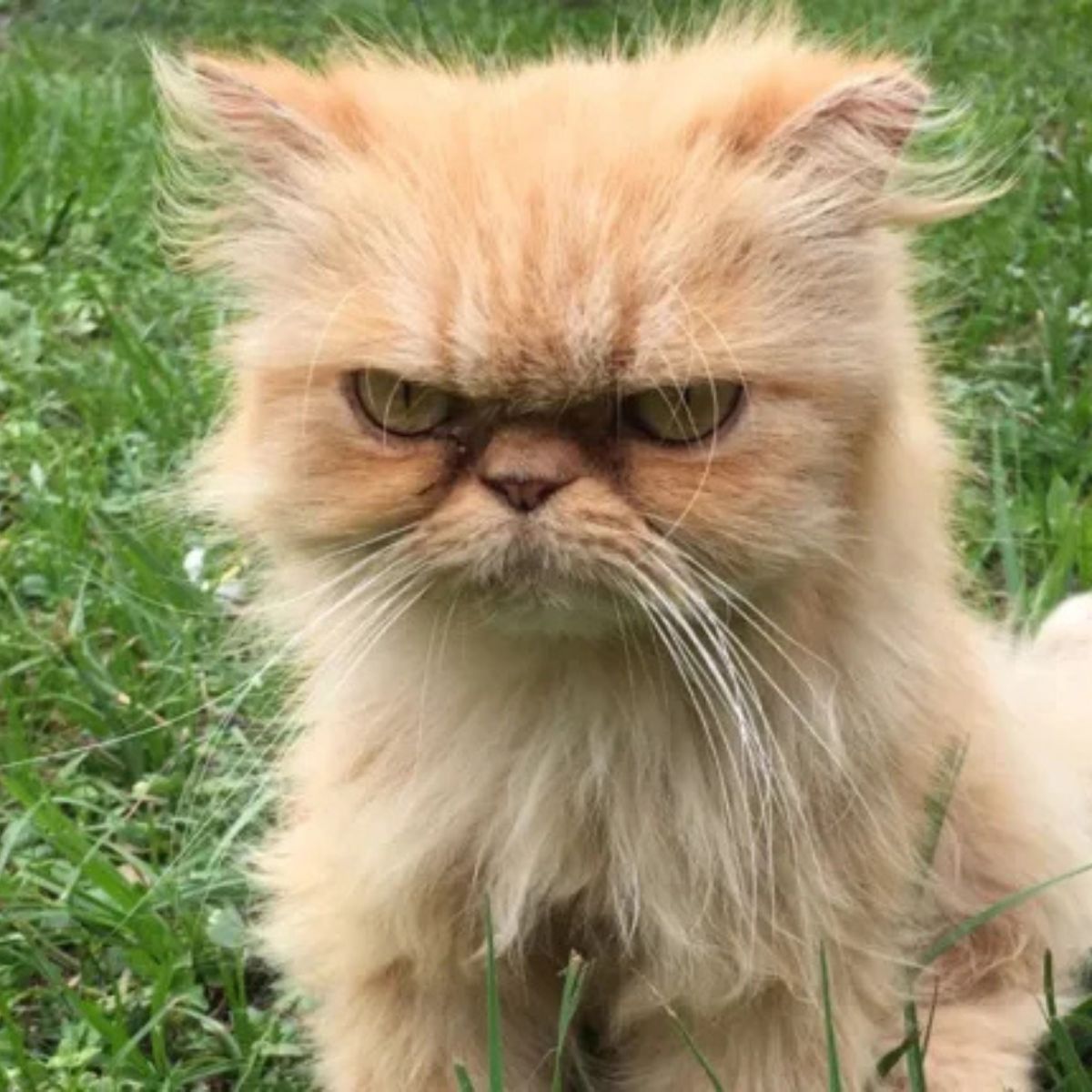 persian beautiful kitty