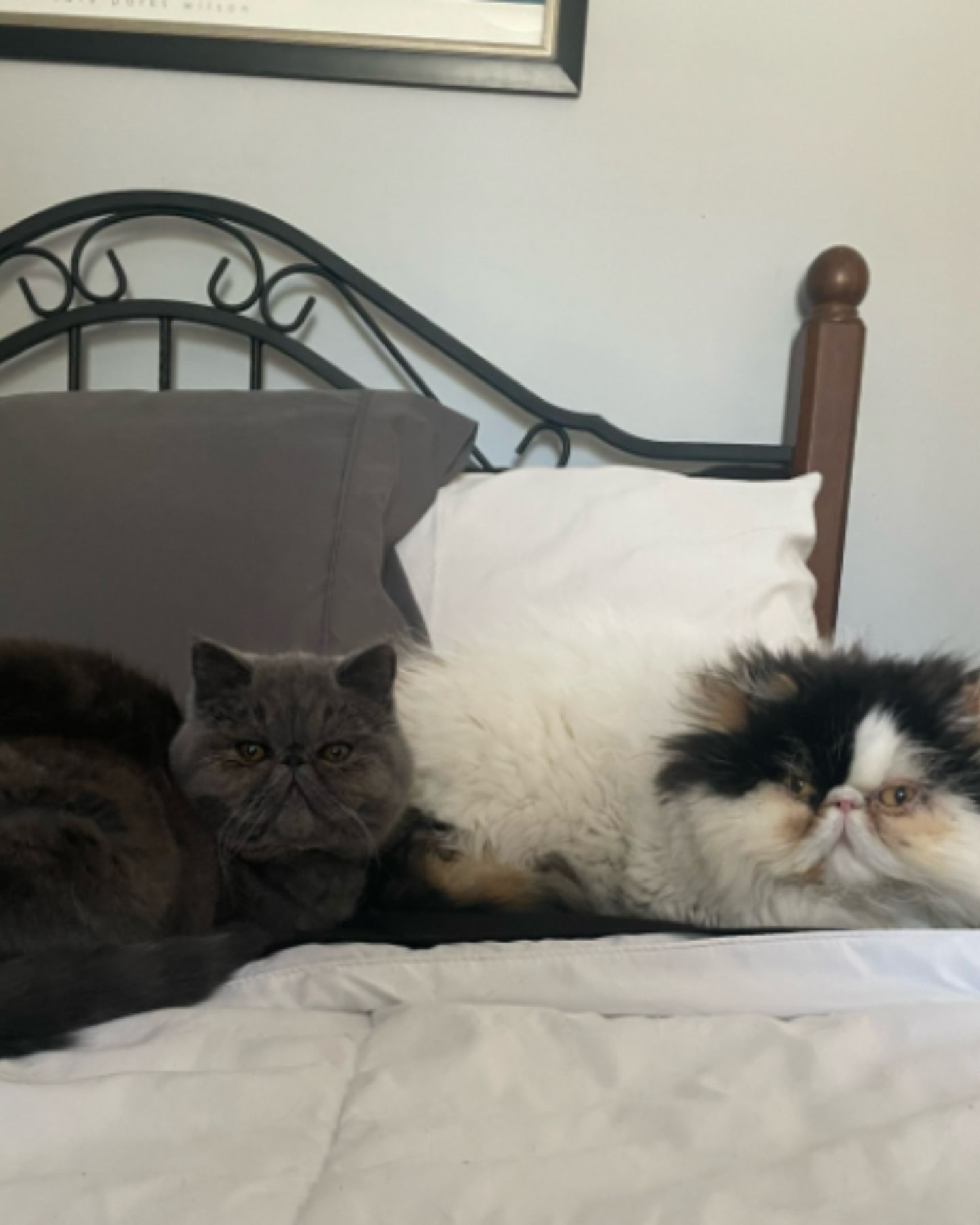 persian cats lying on bed