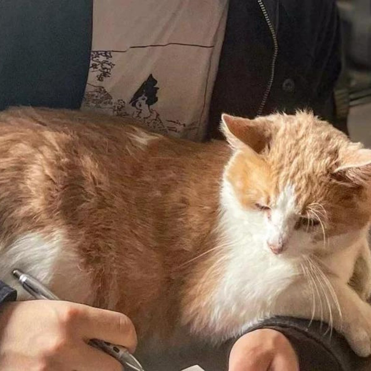 person holding a cat
