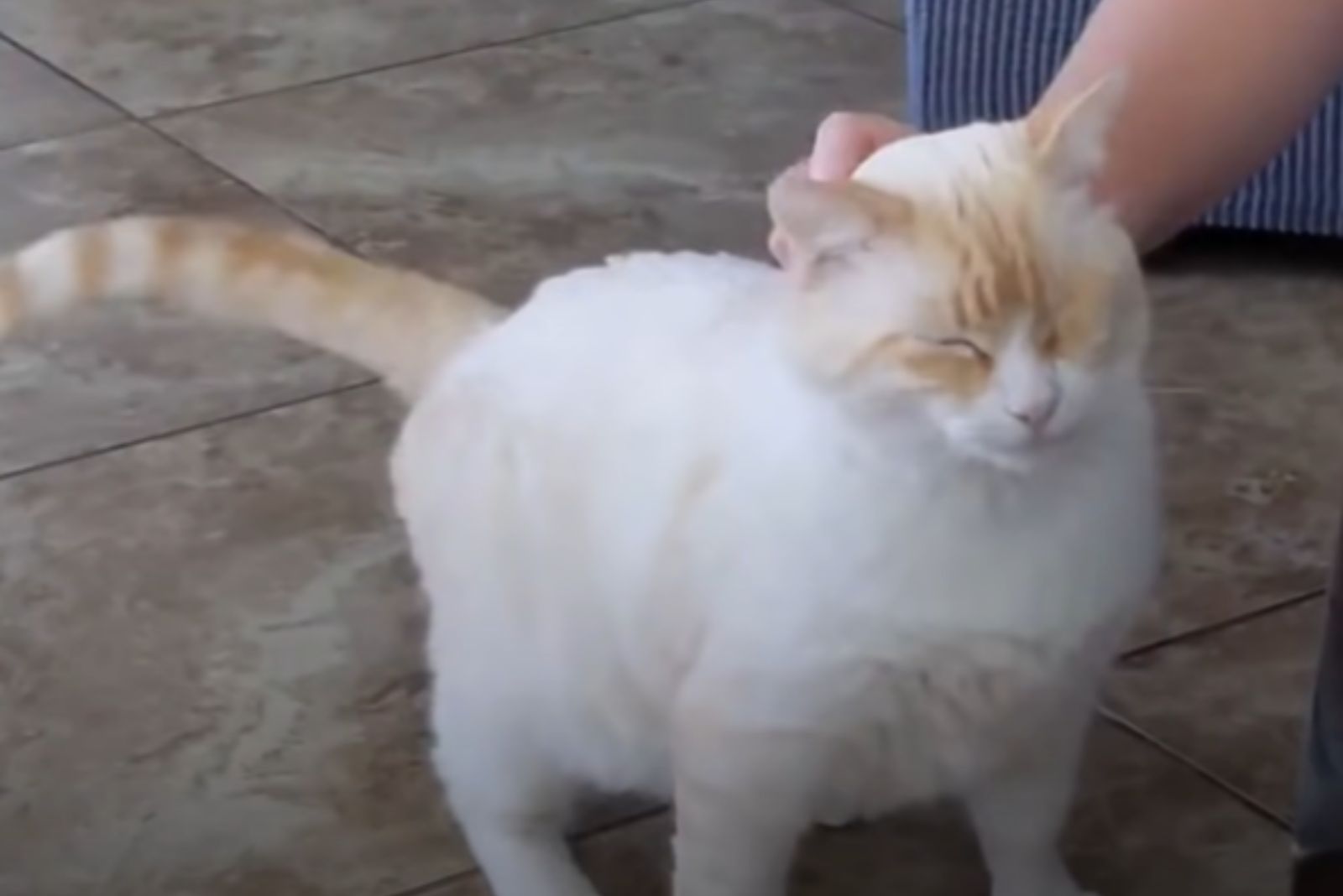 person petting a cat
