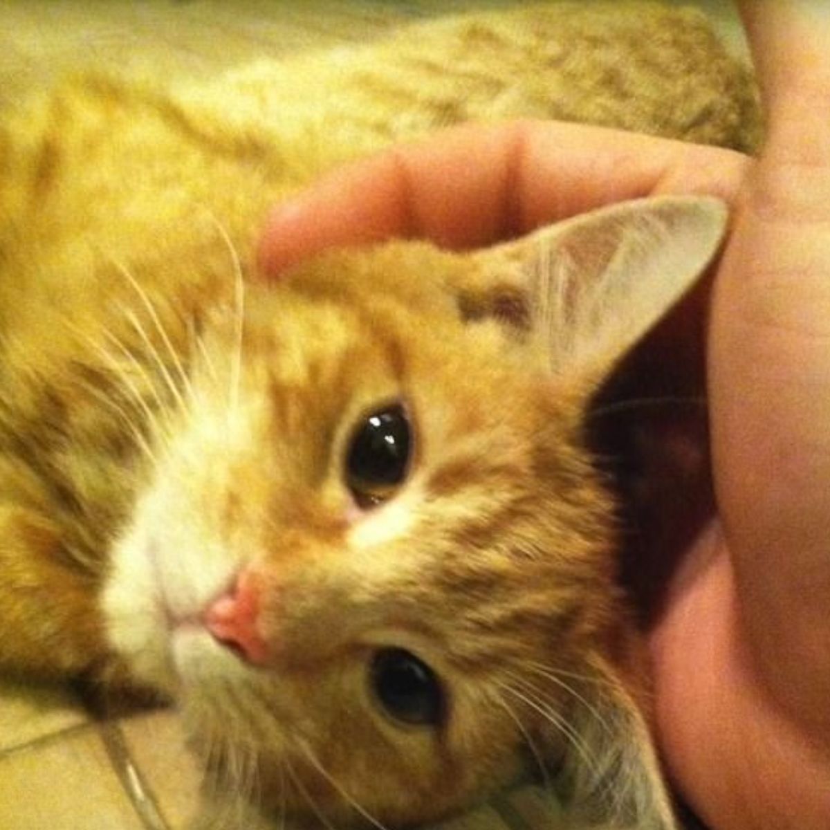 person petting ginger cat