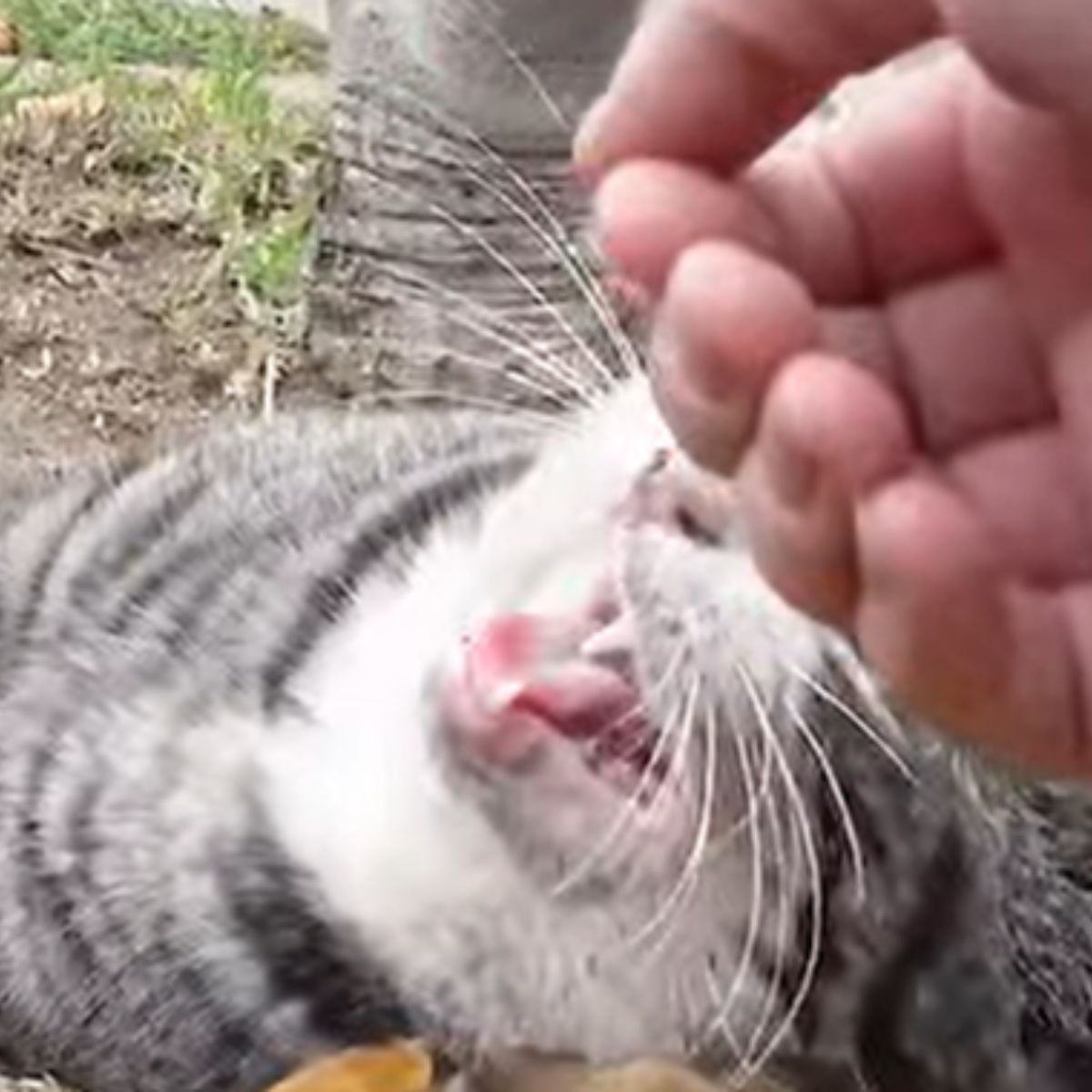 person petting injured cat