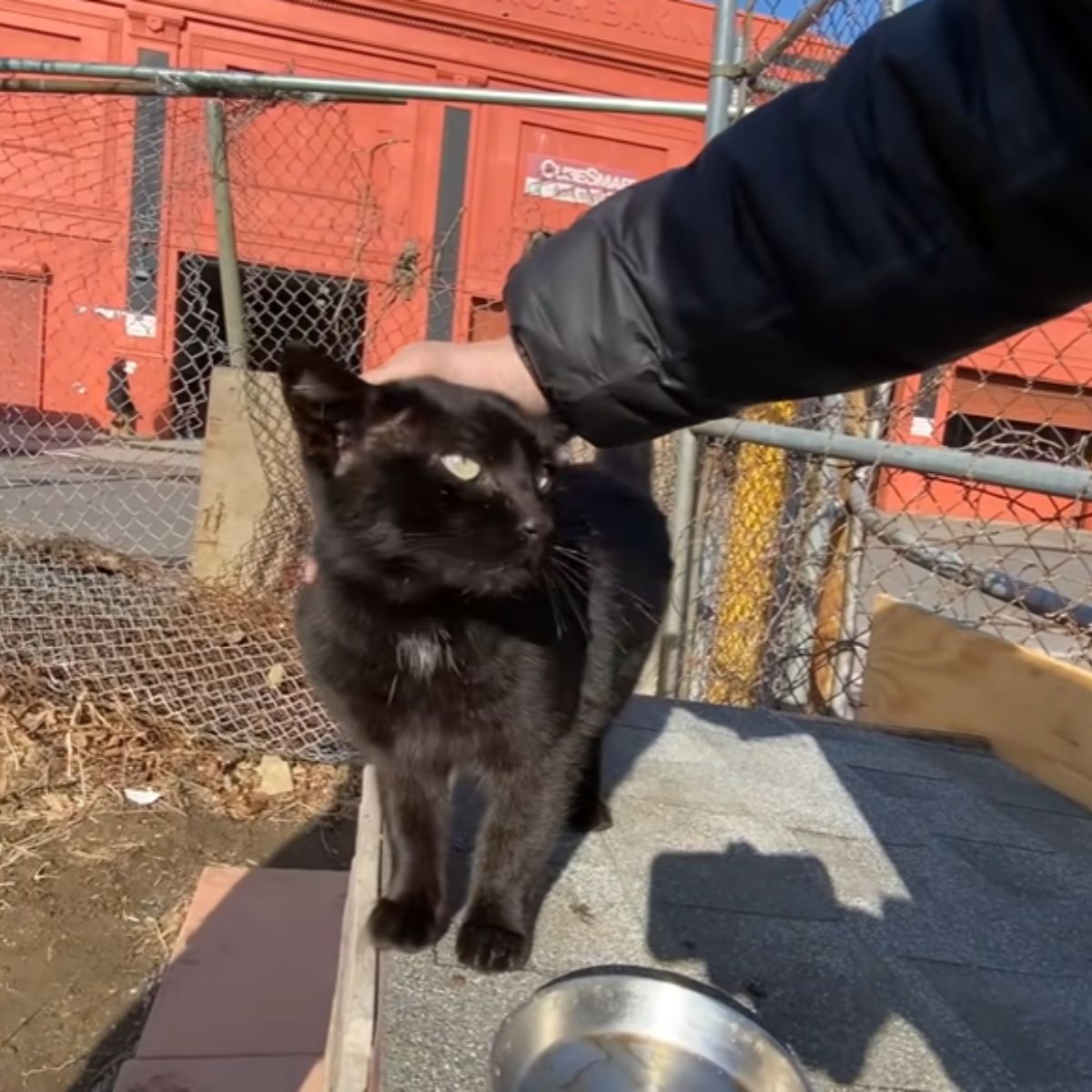 petting a black cat