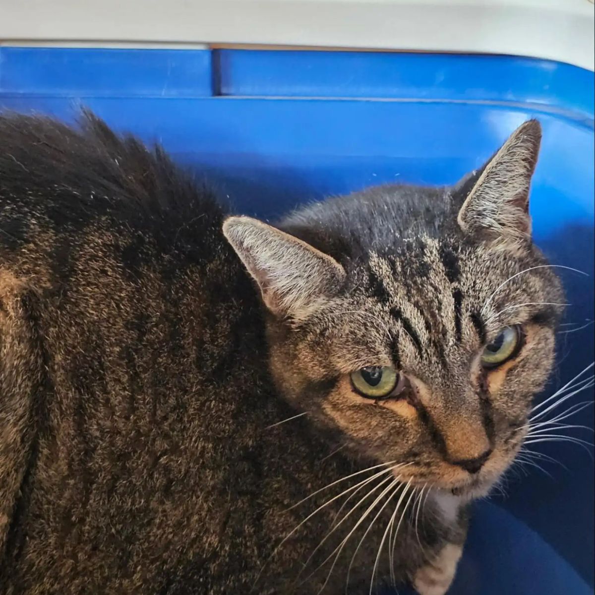 photo of a cat