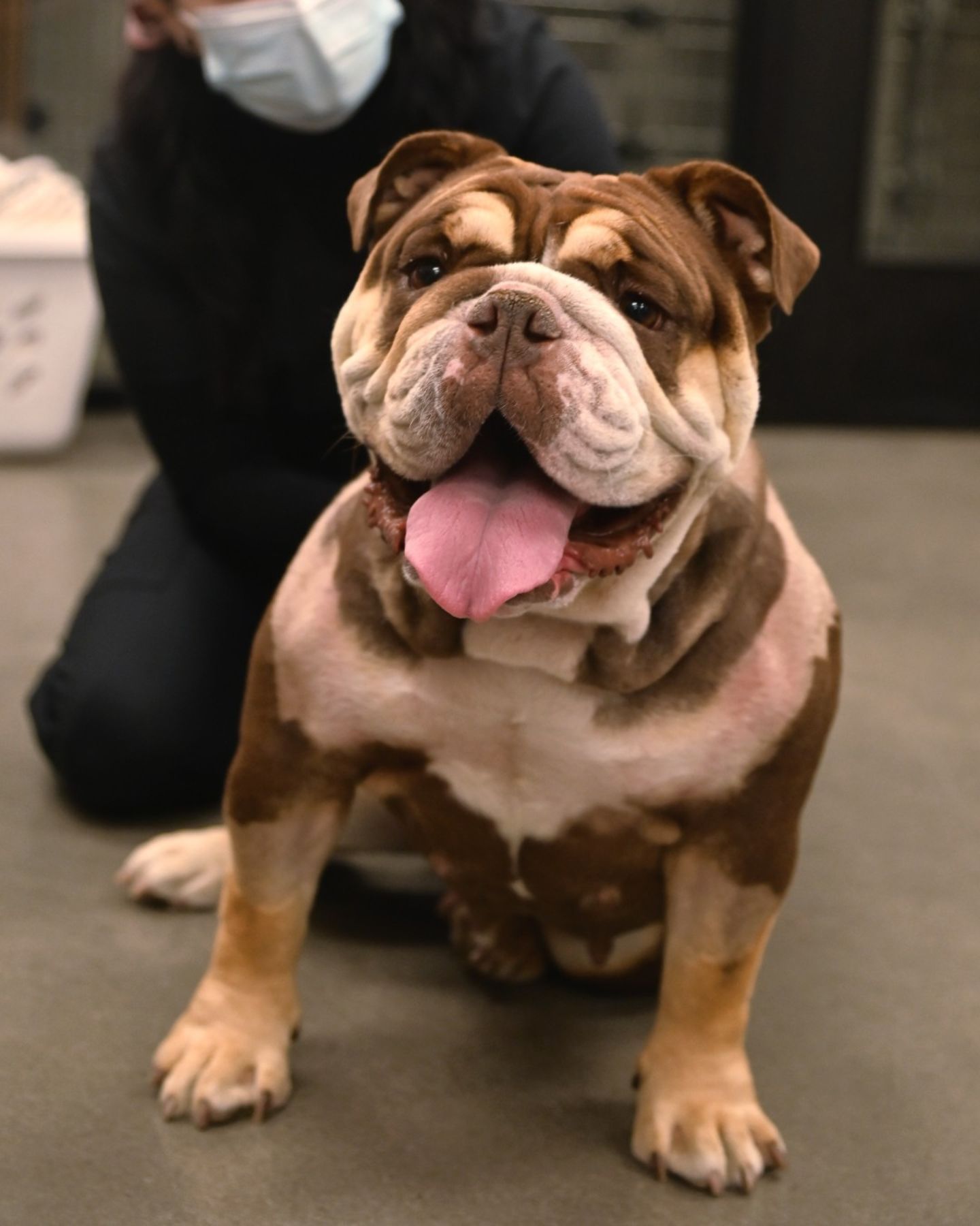 photo of a dog sitting