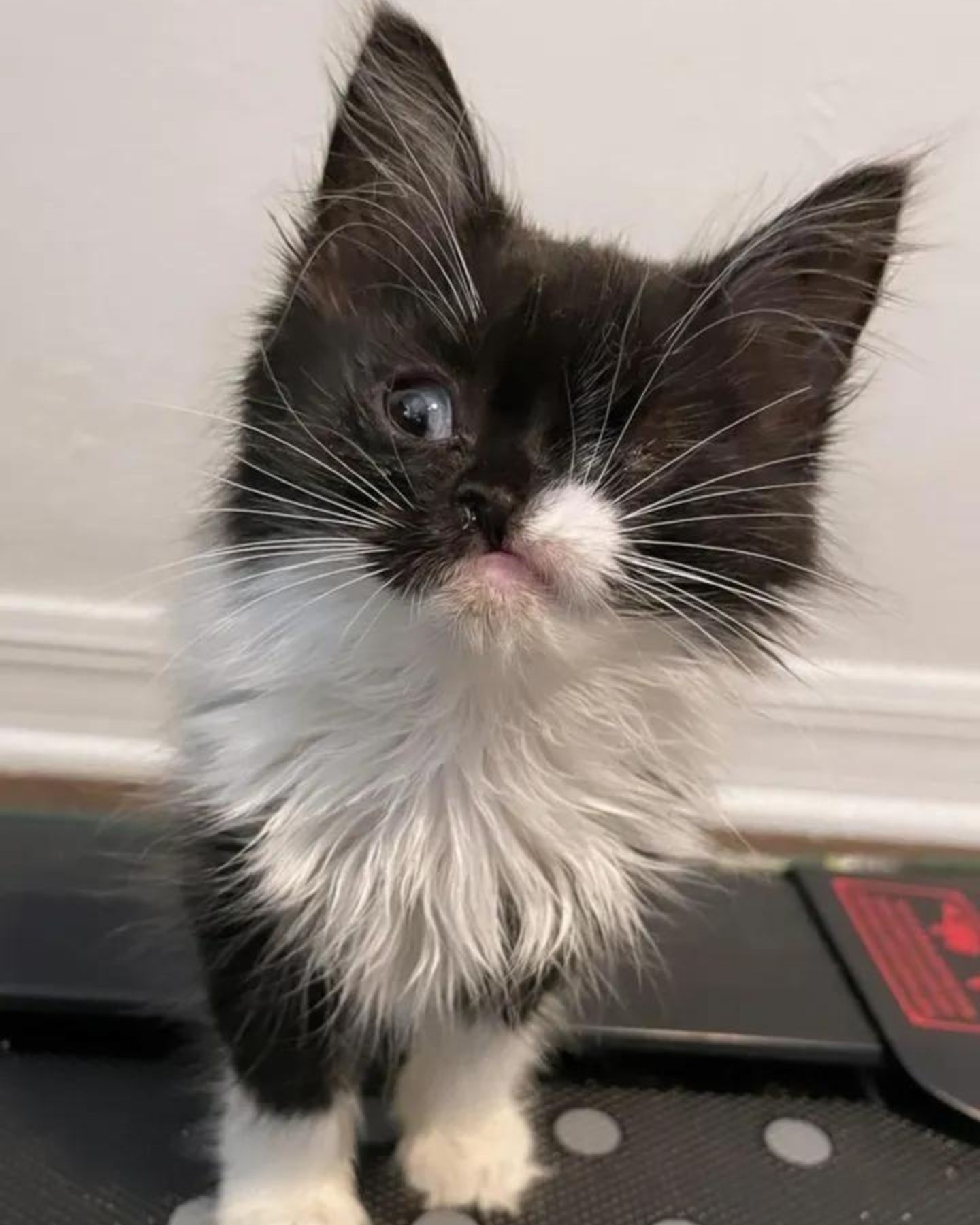 photo of a kitten sitting