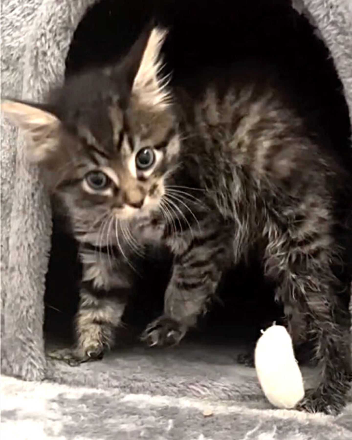 photo of a kitten