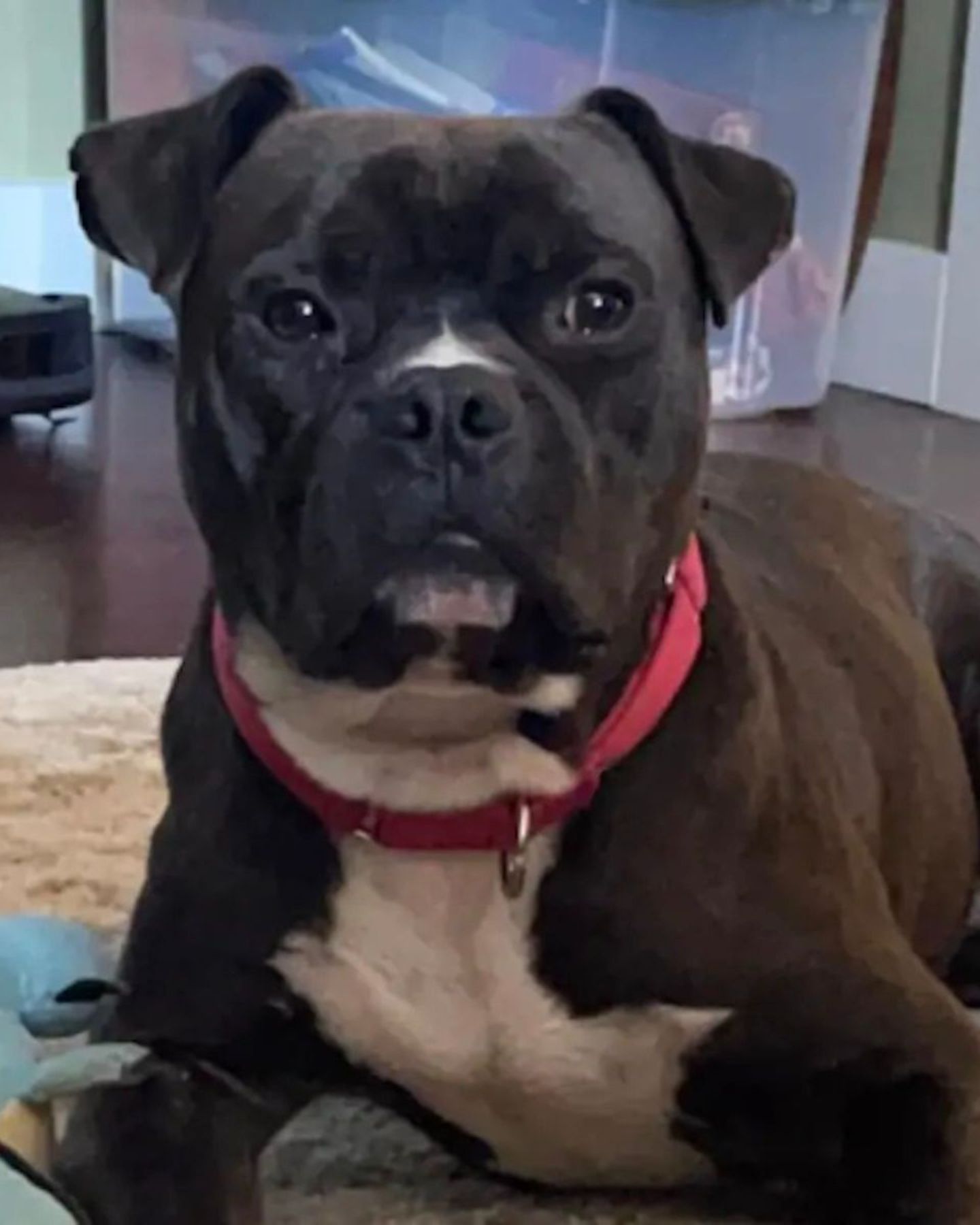 photo of a rescue dog
