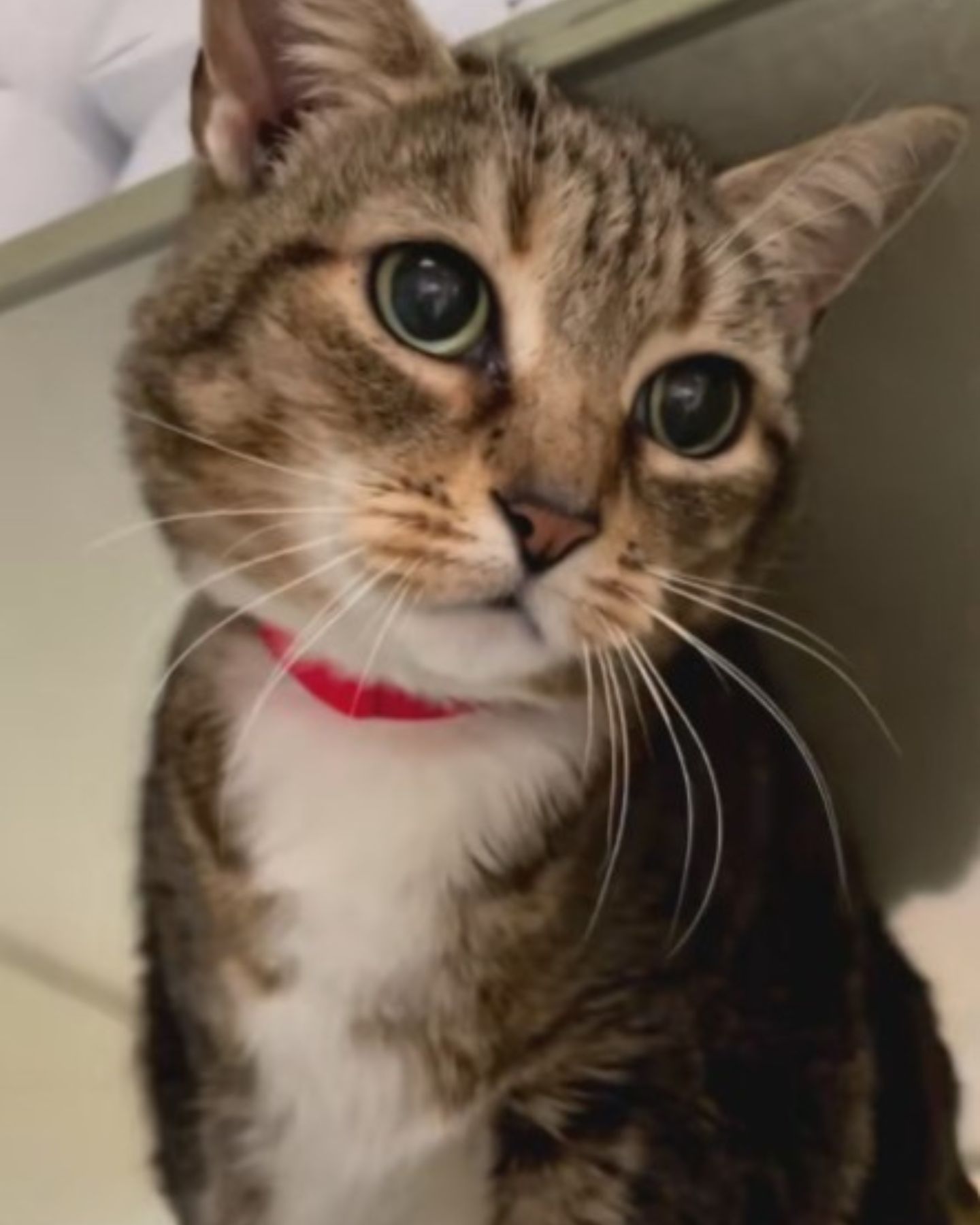 photo of abandoned cat