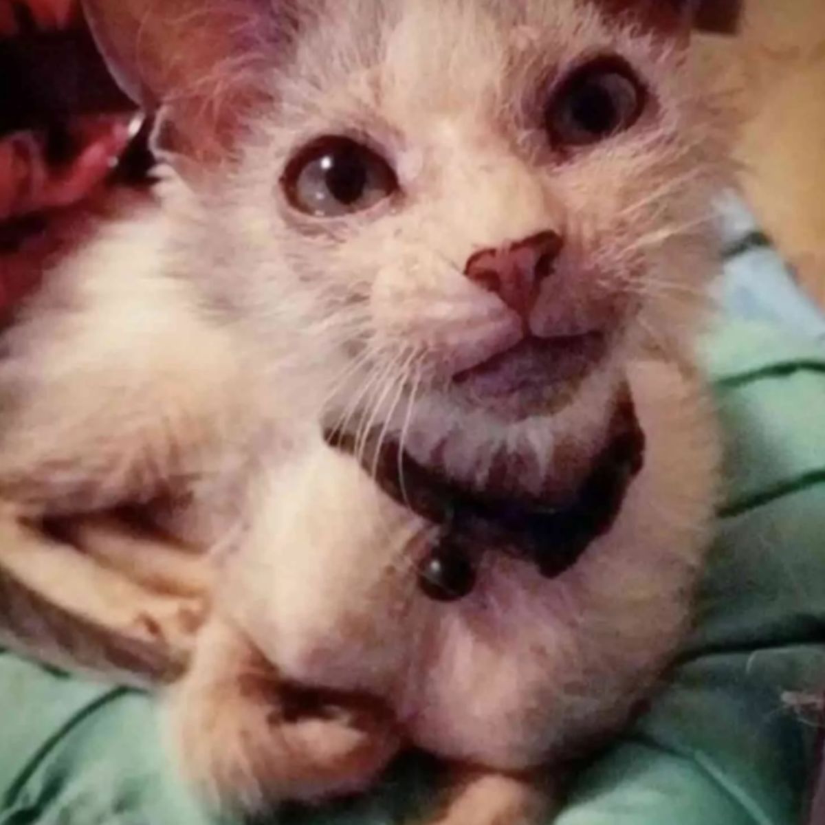 photo of an unique kitten