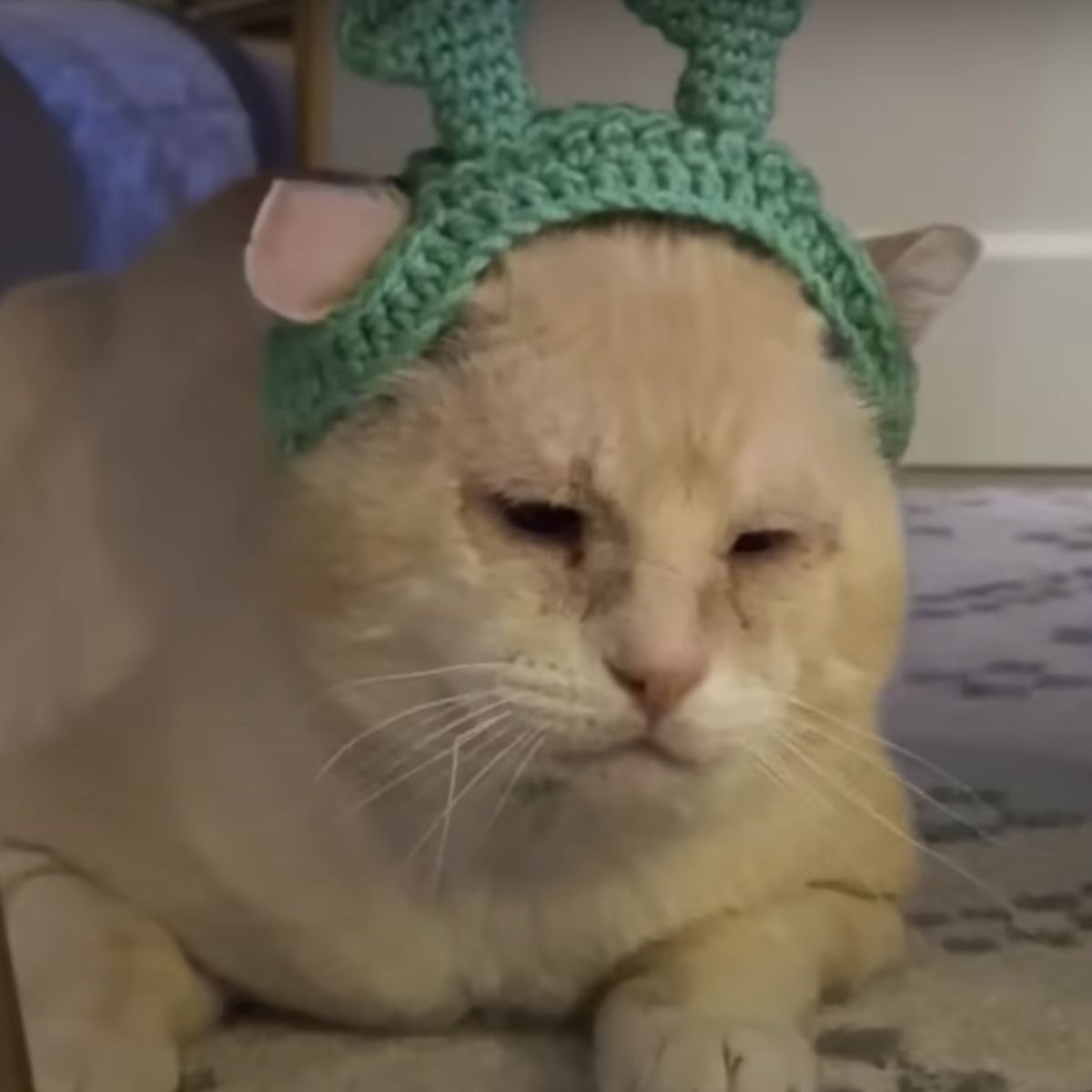 photo of bullied cat
