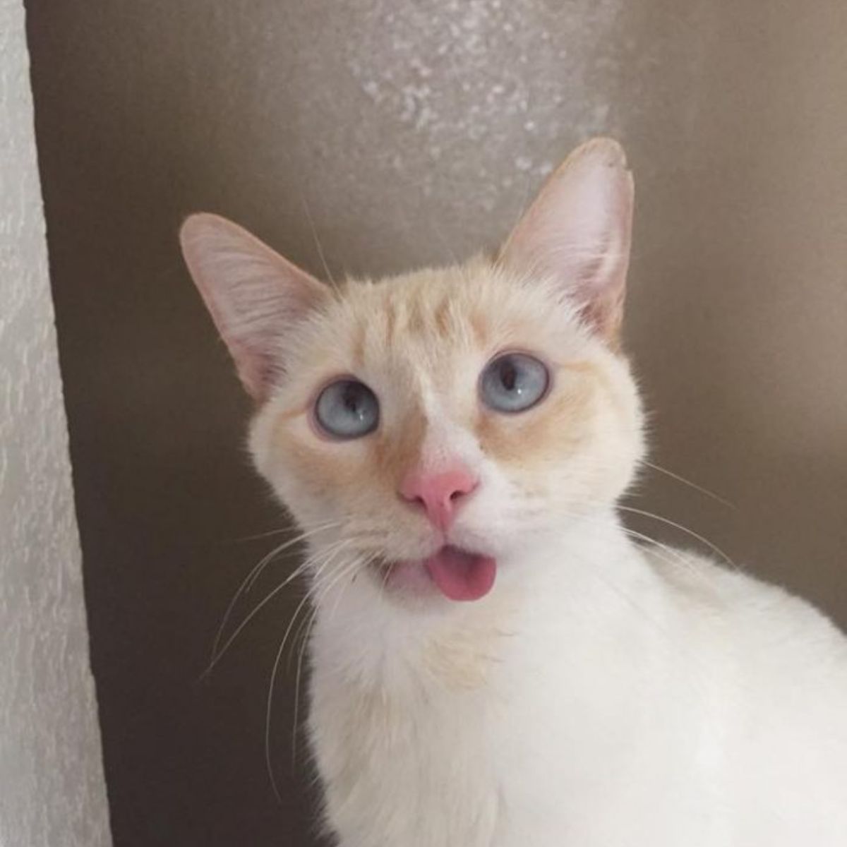 photo of disabled cat