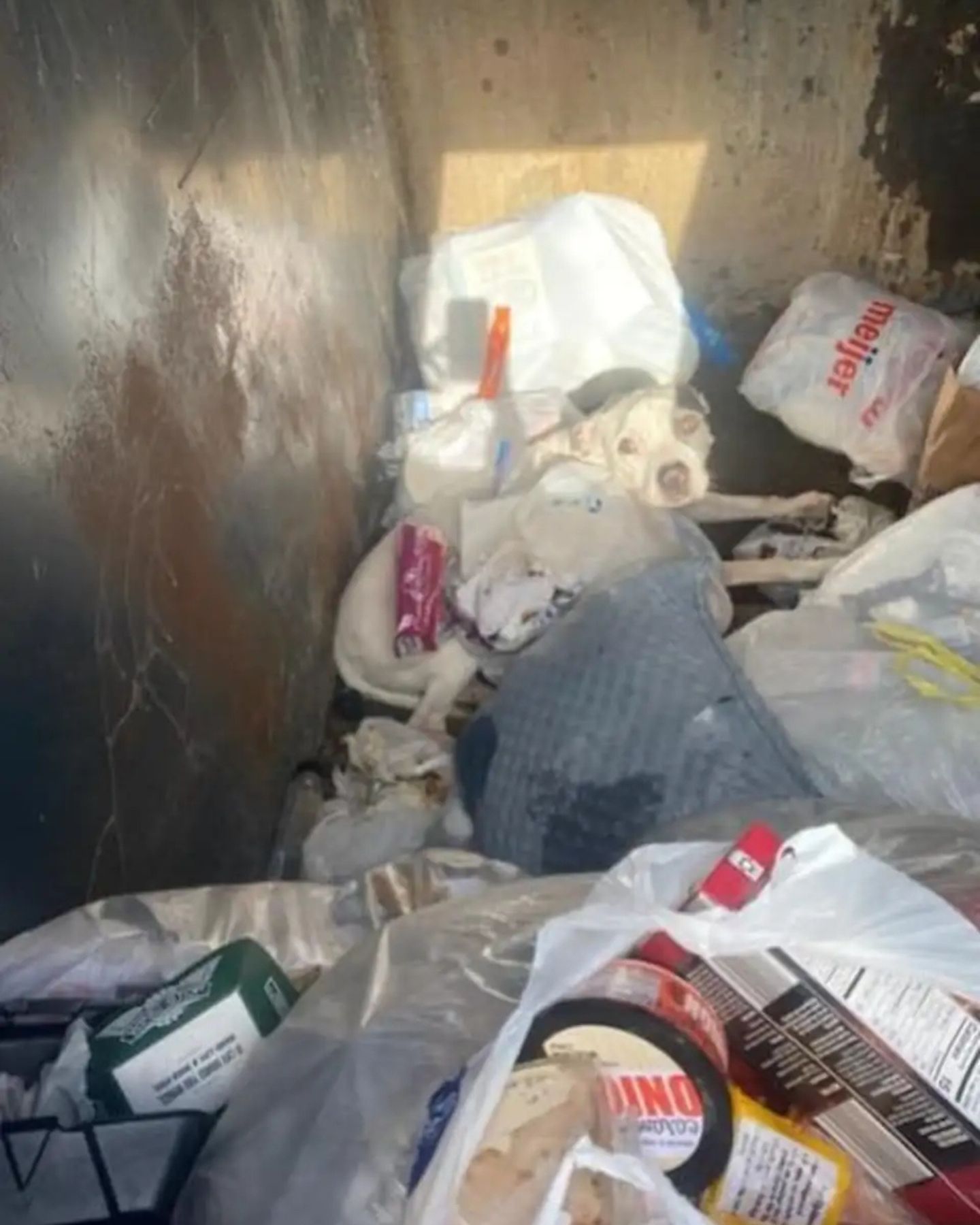 photo of dog in a dumpster