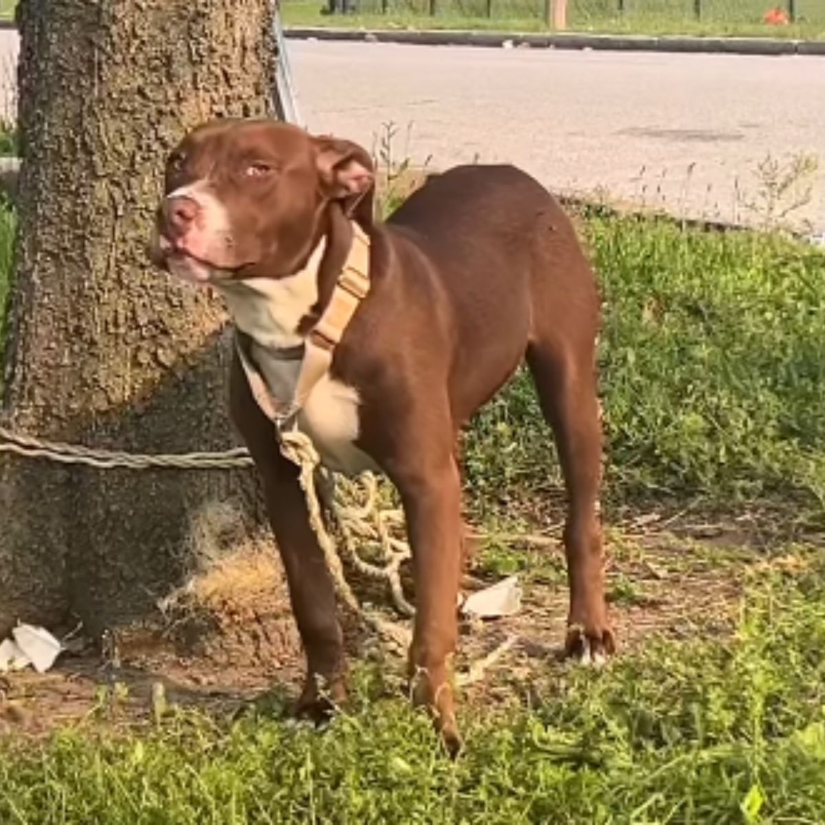 photo of dog tied to tree
