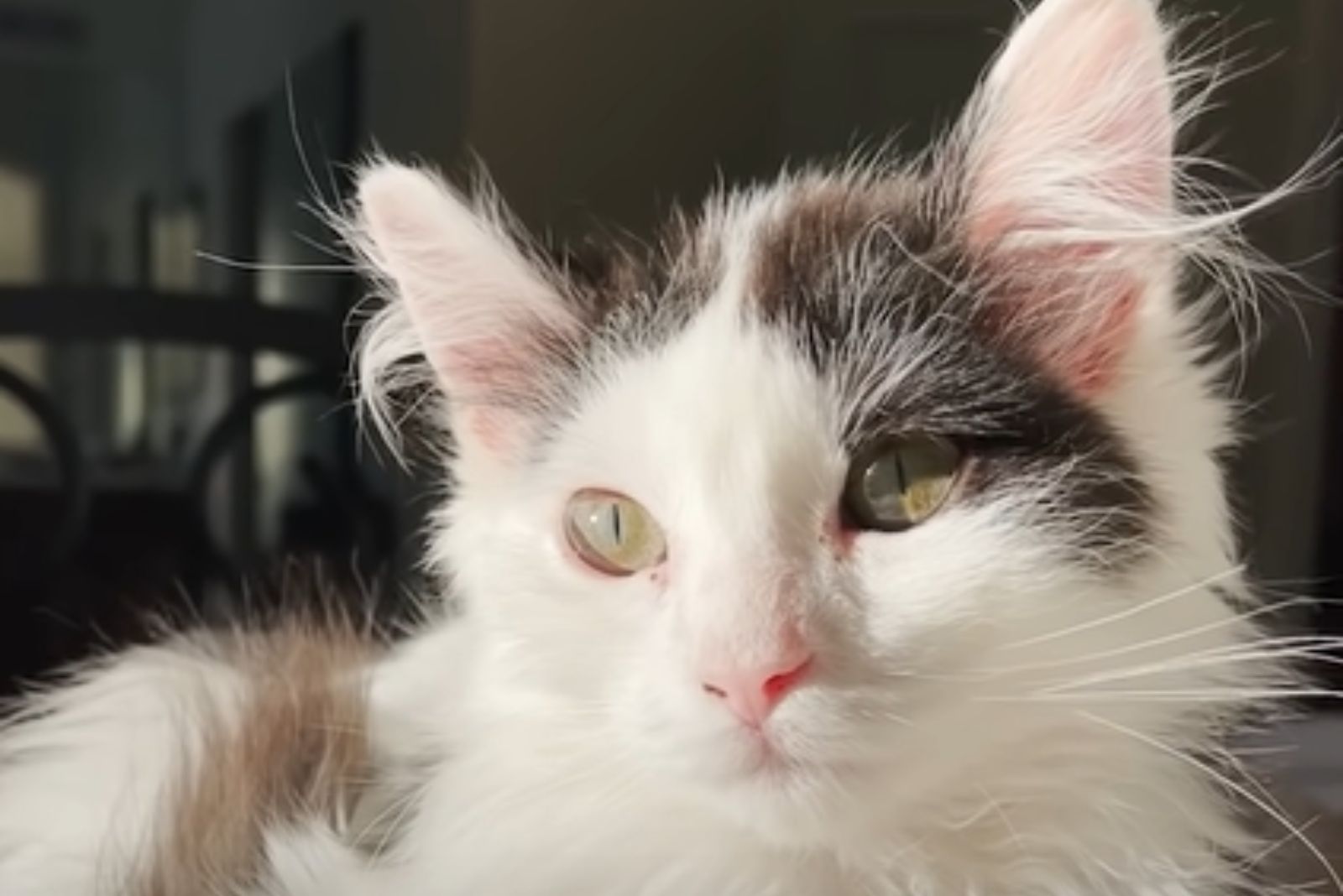 photo of fluffy cat