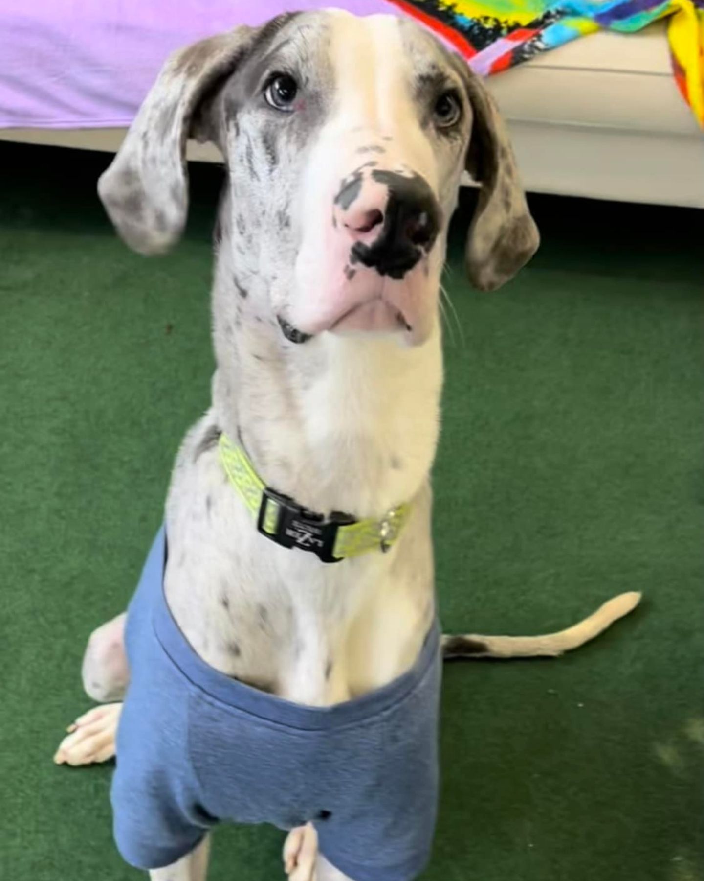 photo of great dane puppy