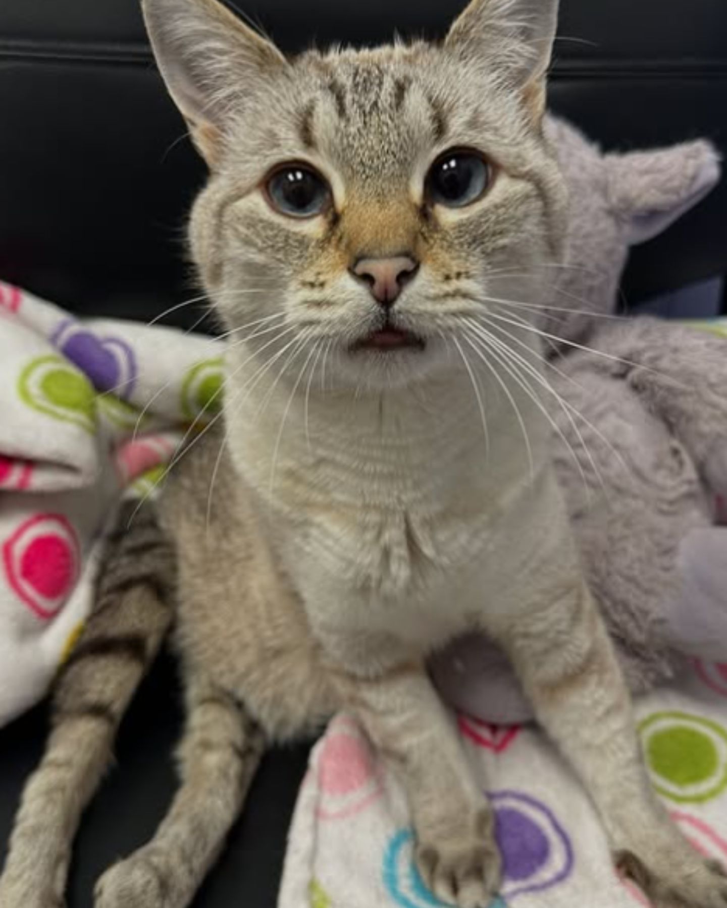 photo of paralyzed cat