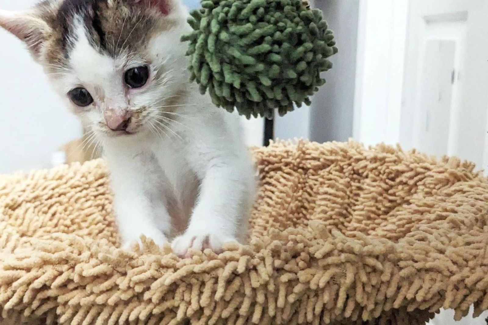 photo of rescued cat